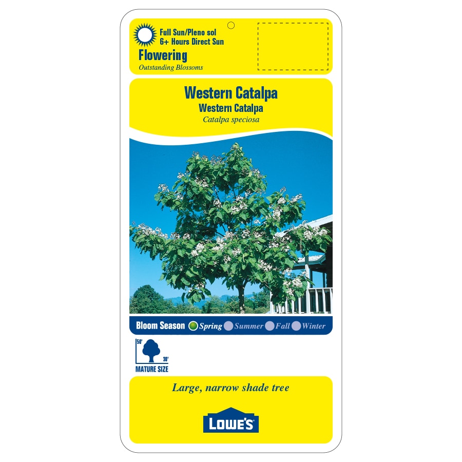 Lowe's NURSERY trees - View #2