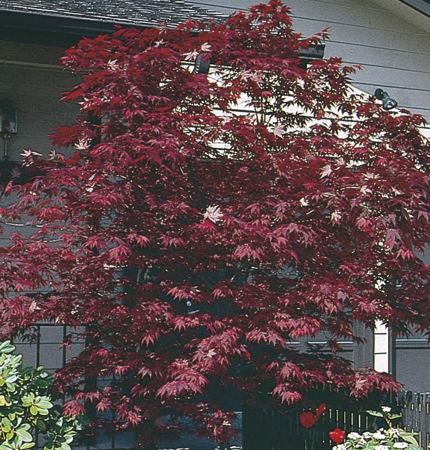 Lowe's NURSERY 8 -Gallon Feature Assorted Upright Japanese Maple In pot (with soil)