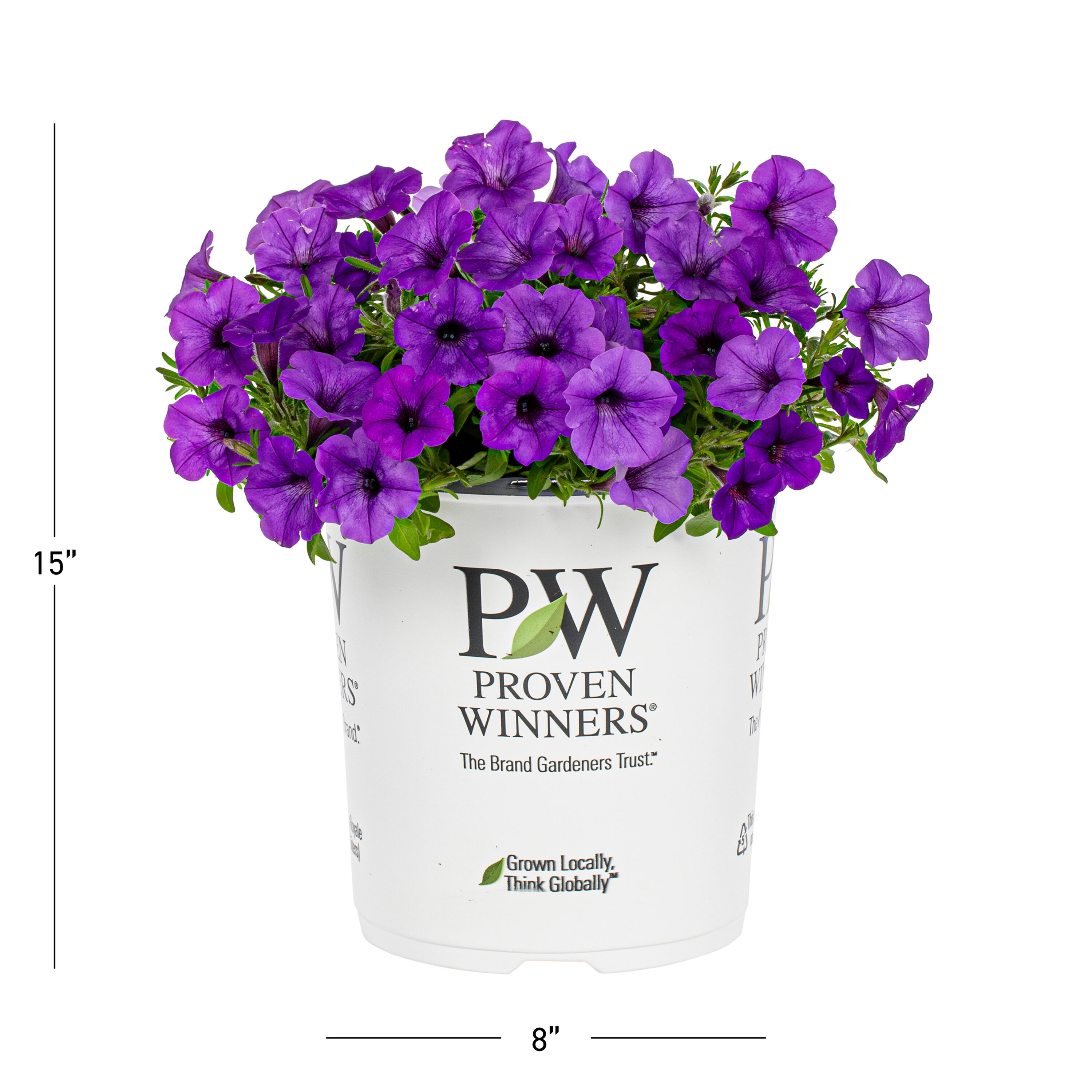 Proven Winners Purple Petunia in 2.5-Quart Pot 3-Pack at Lowes.com