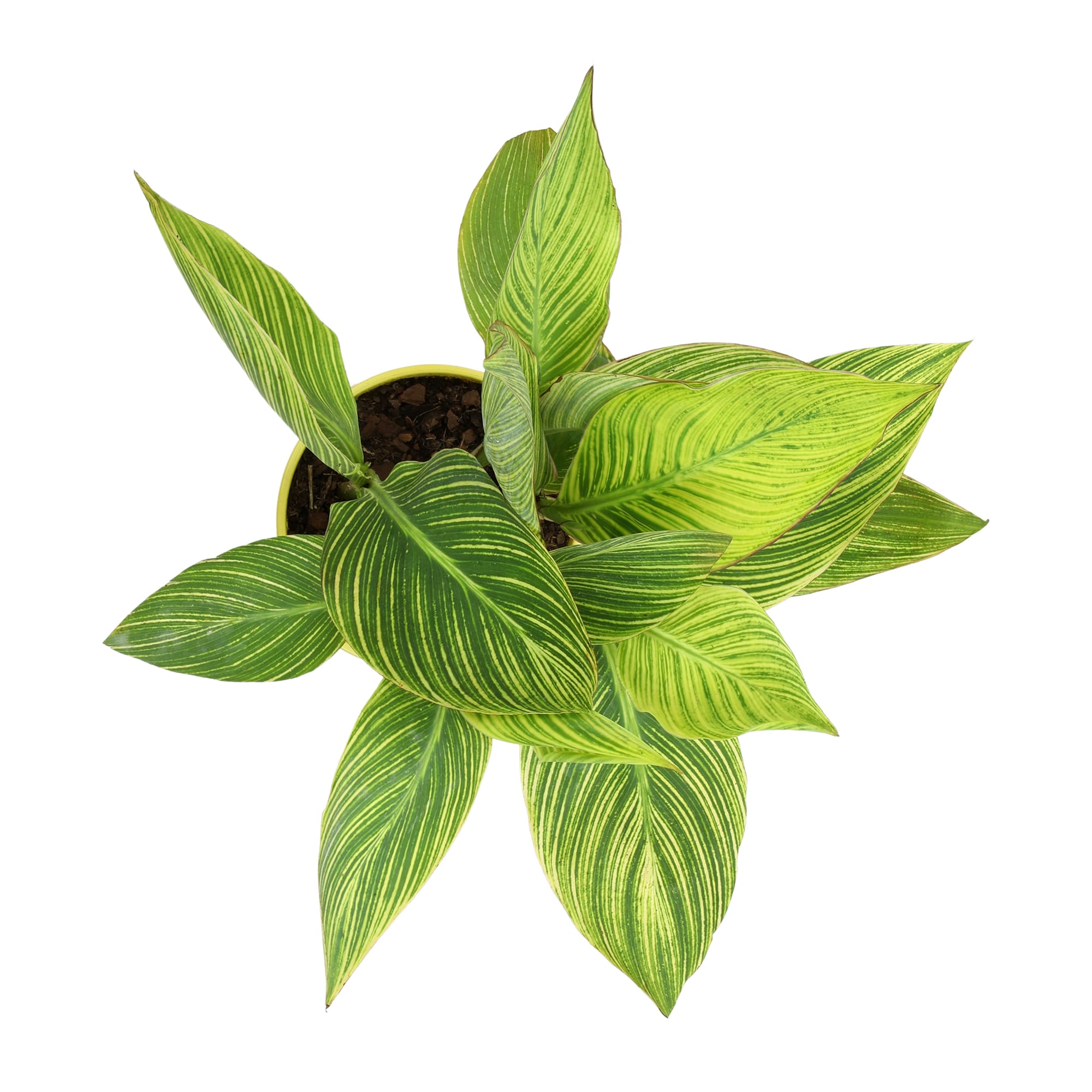 Altman Plants 0881325 perennials - View #7