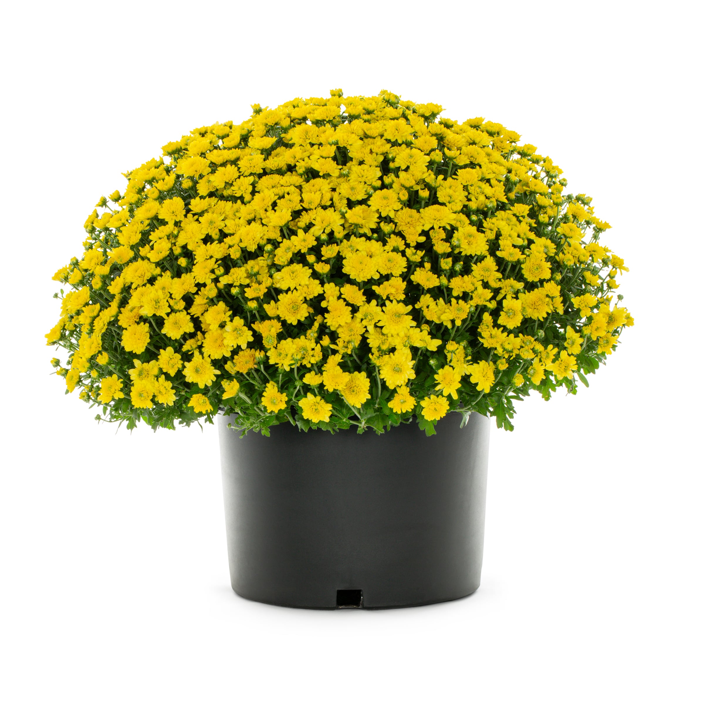 Lowe's NURSERY Red Mum in 3.58 Gallon(s) Pot 1 -Pack