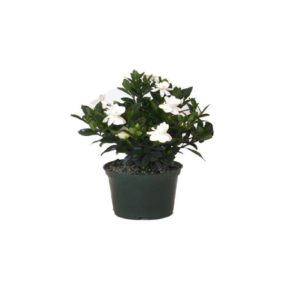 Lowe's 898593001876 annuals - View #4