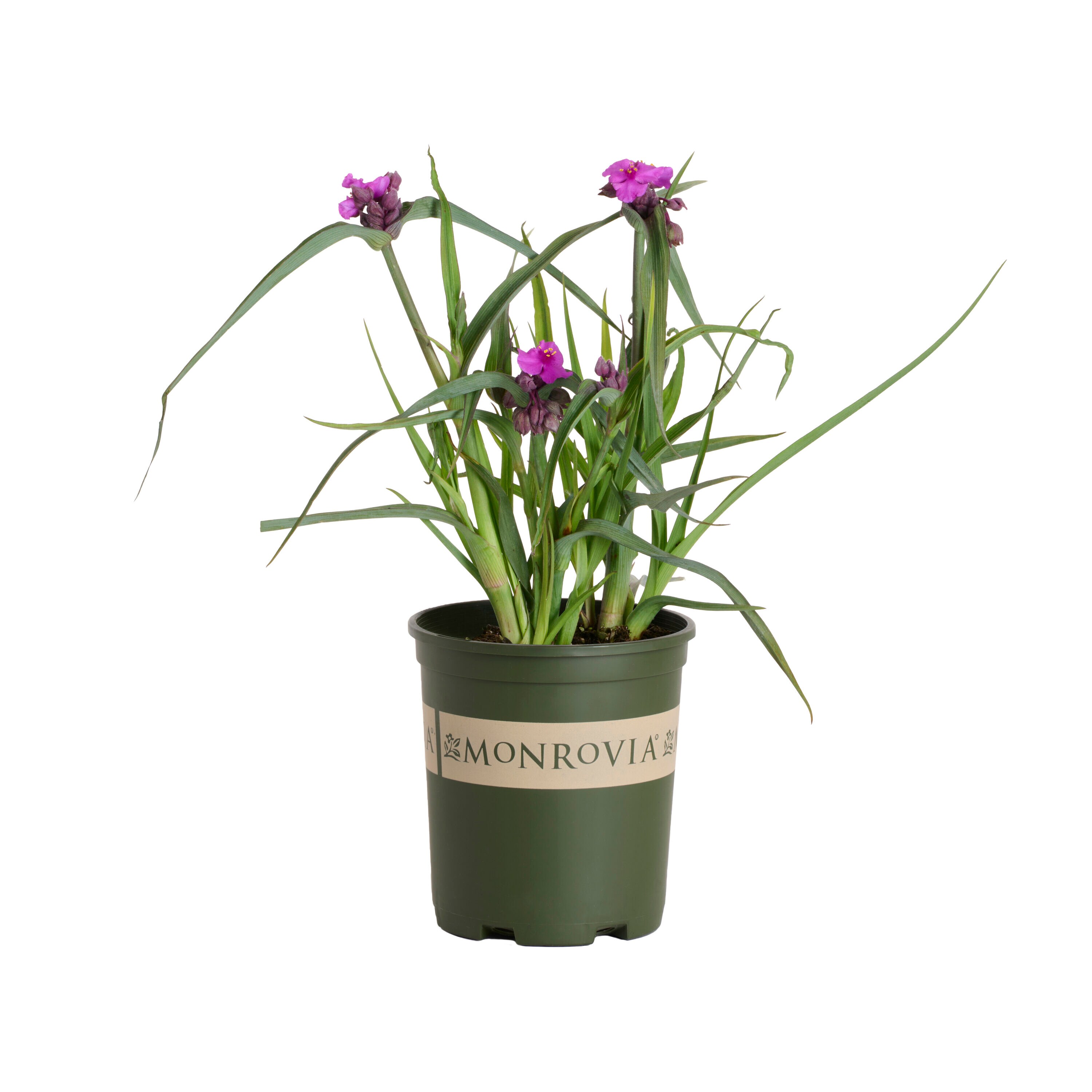 Monrovia - 2.6 -Quart Purple Spiderwort JS Brainstorm 1 -Pack - Low Maintenance