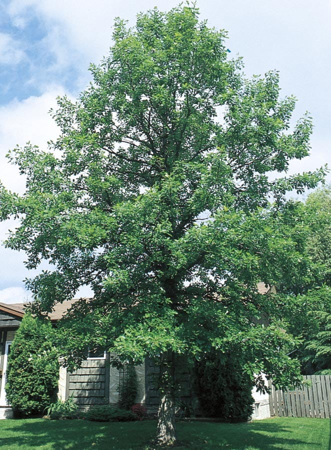 Lowe's QUEMAS0045 45.28 -Gallon Green Shade Bur Oak In pot (with soil)