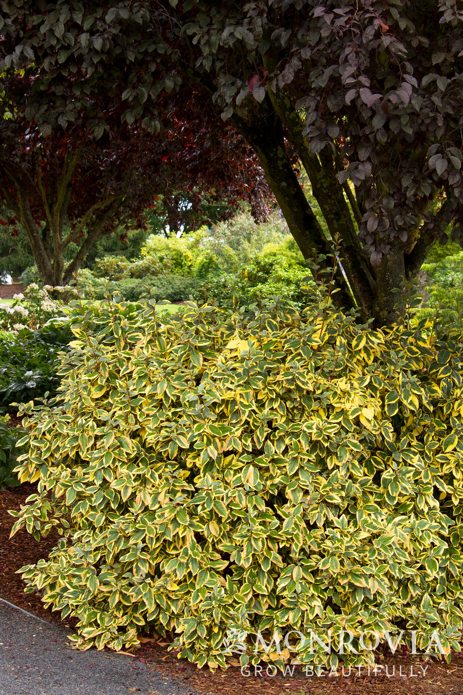 Monrovia 031935 shrubs - View #2