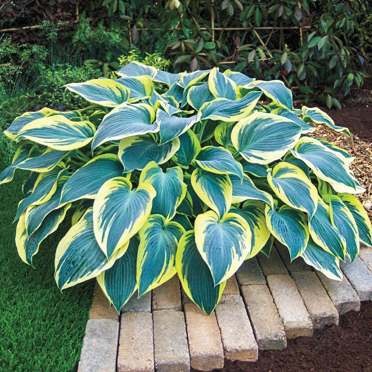 Spring Hill Nurseries 92389 perennials - View #2
