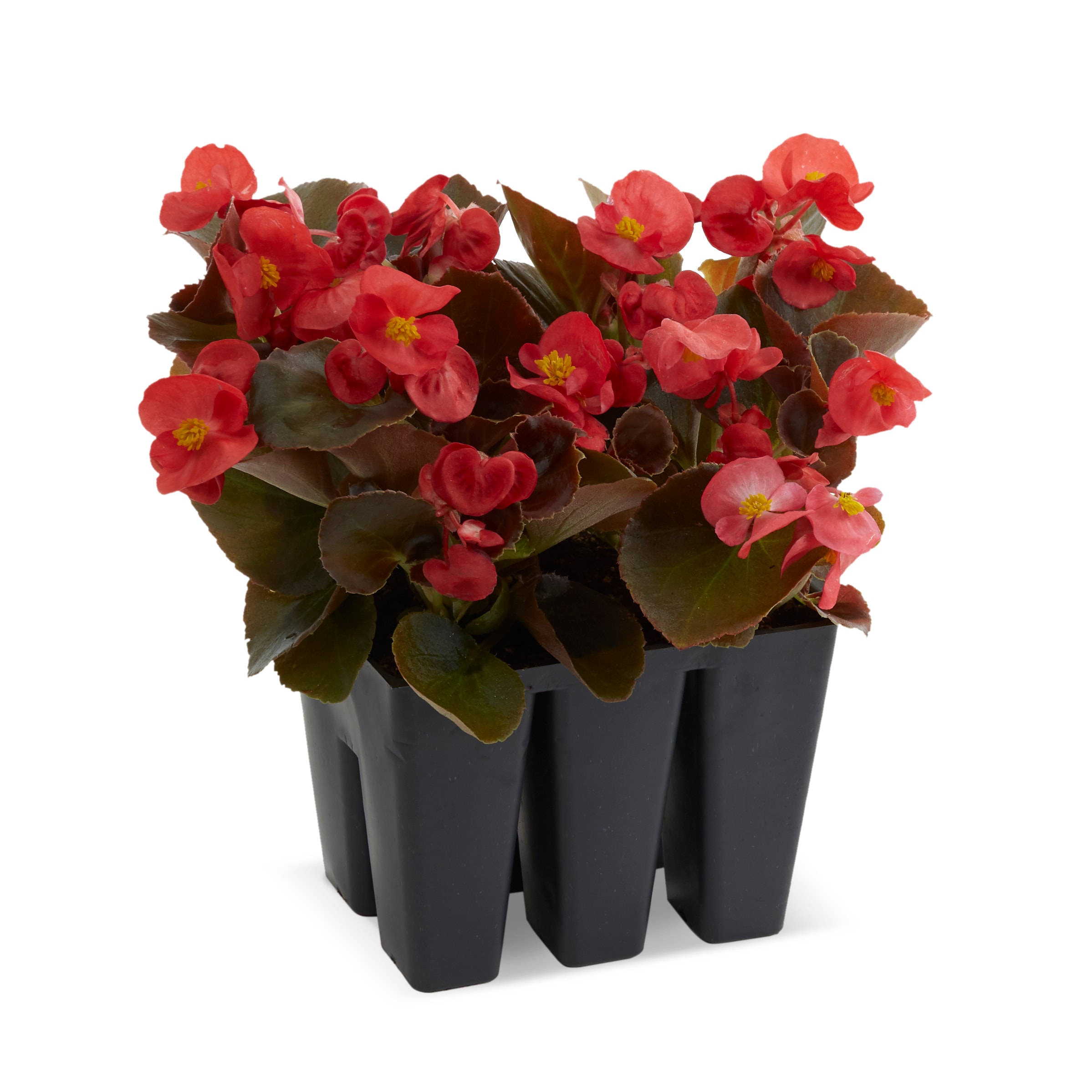 Lowe's Multicolor Begonia in 6-Pack Tray 6-Pack in the Annuals ...