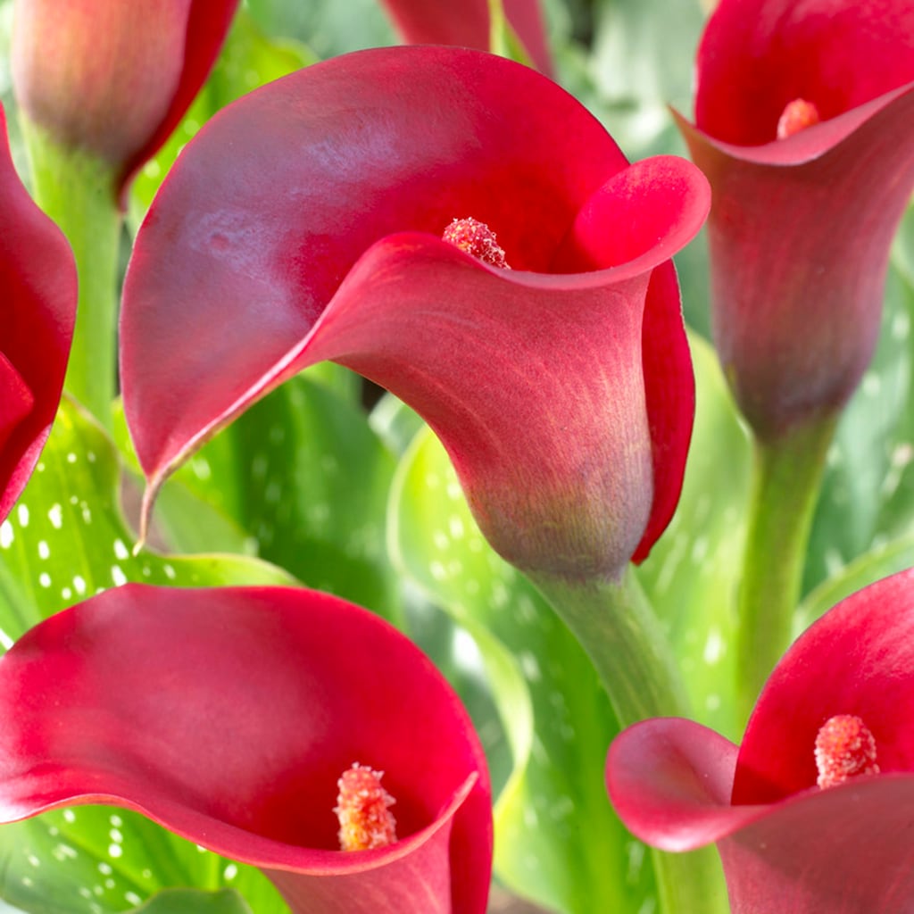 Van Zyverden 830361 Red Callas Indian Summer Bulbs 5.0 Count