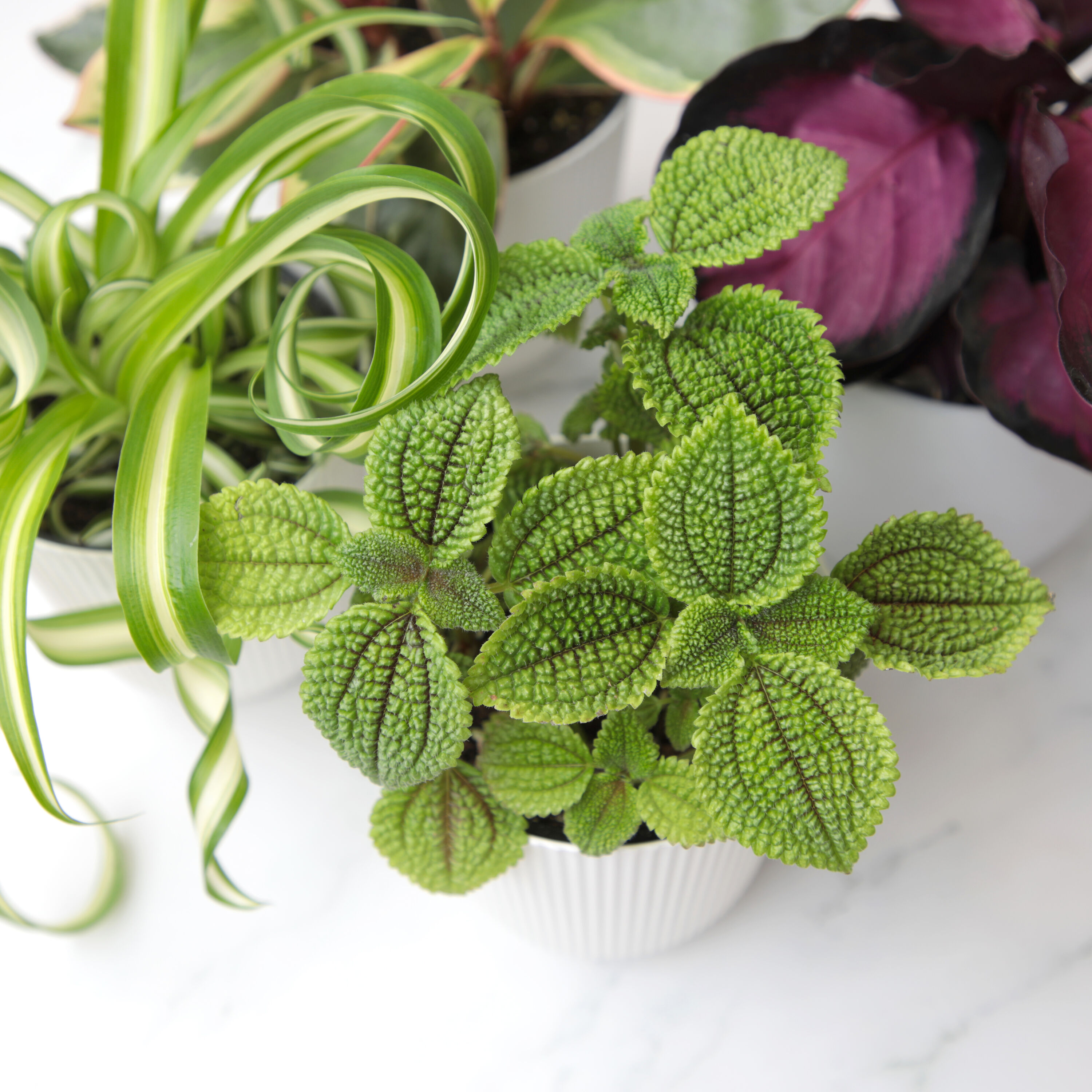 Altman Plants 0873469 hseplants - View #3