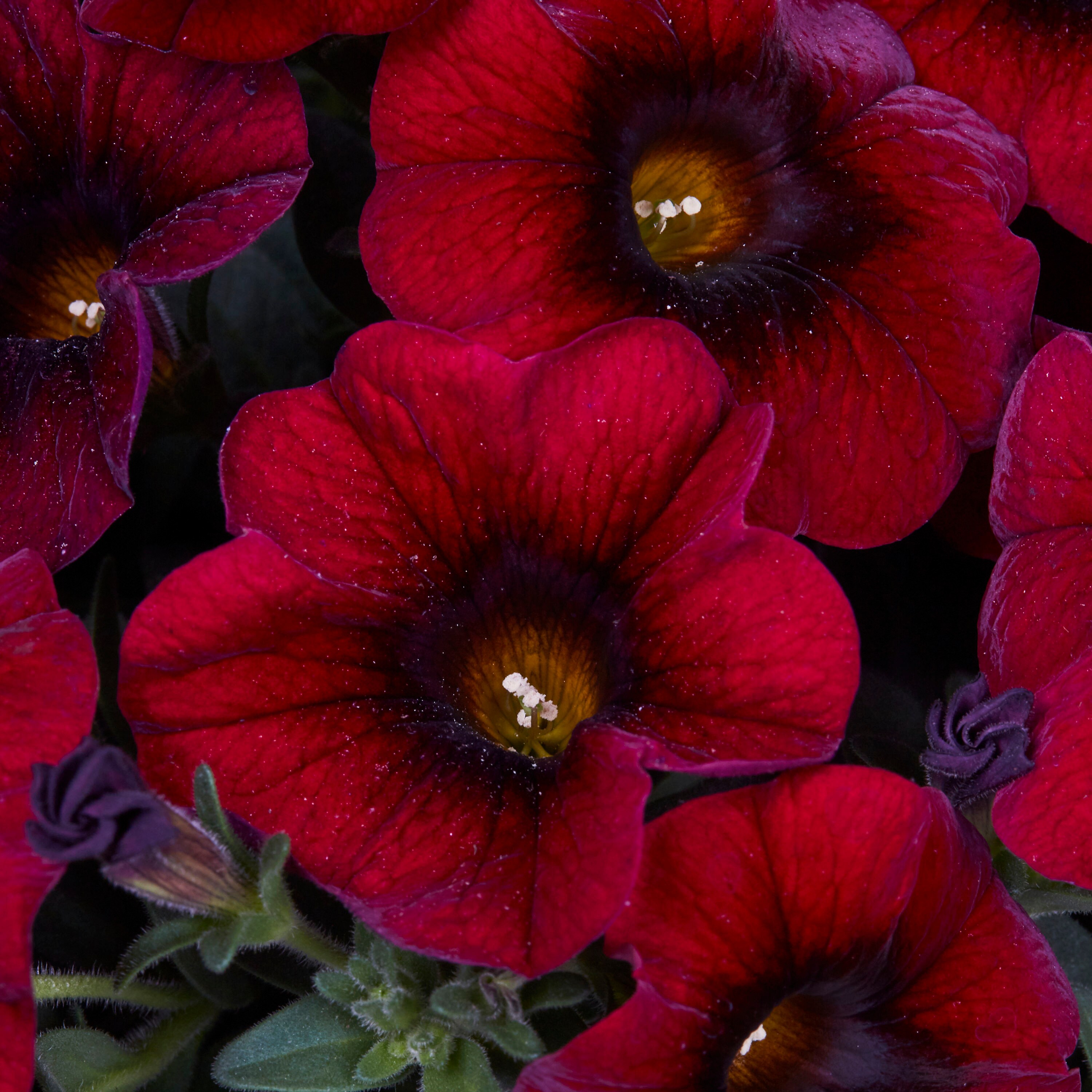 Metrolina Greenhouses 4728 annuals - View #3