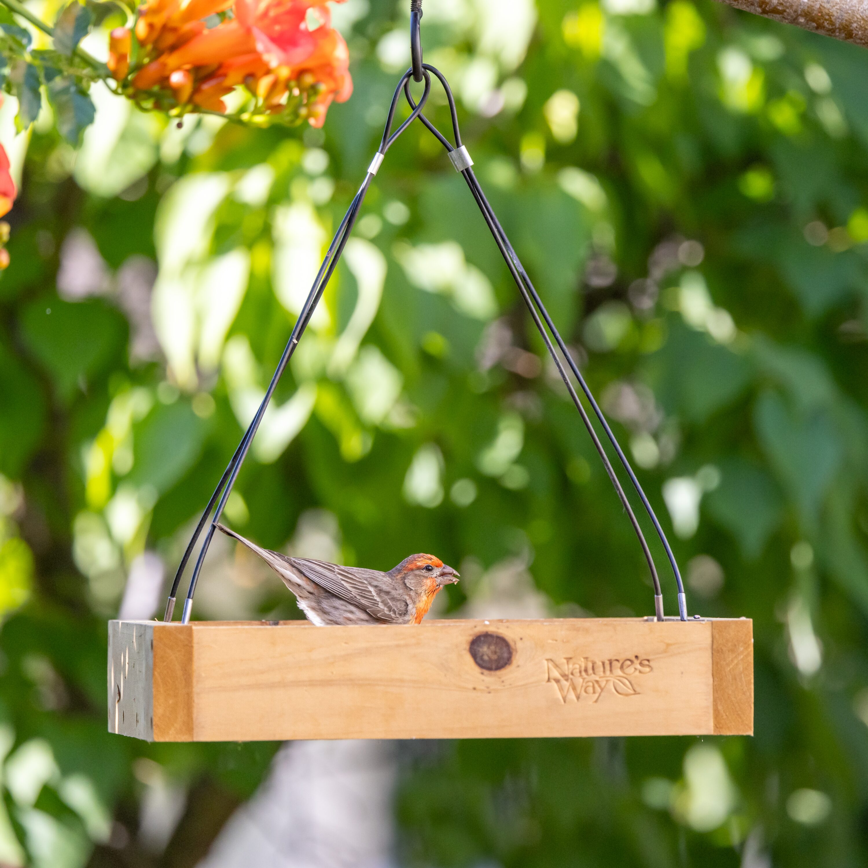Nature's Way CWF3-CP1 Bird-Feeders - View #4