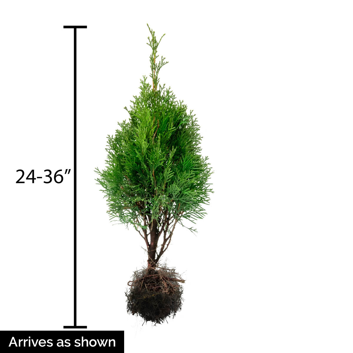 Spring Hill Nurseries 78892 shrubs - View #4