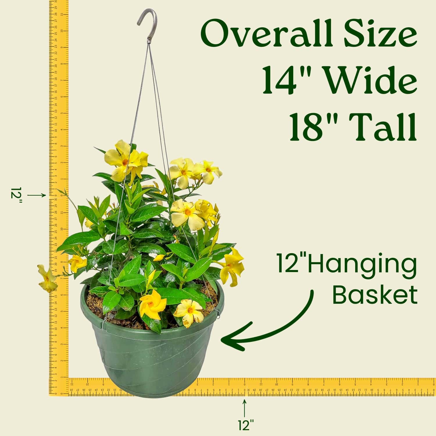 Tropical Plants of Florida 12DIPY shrubs - View #3