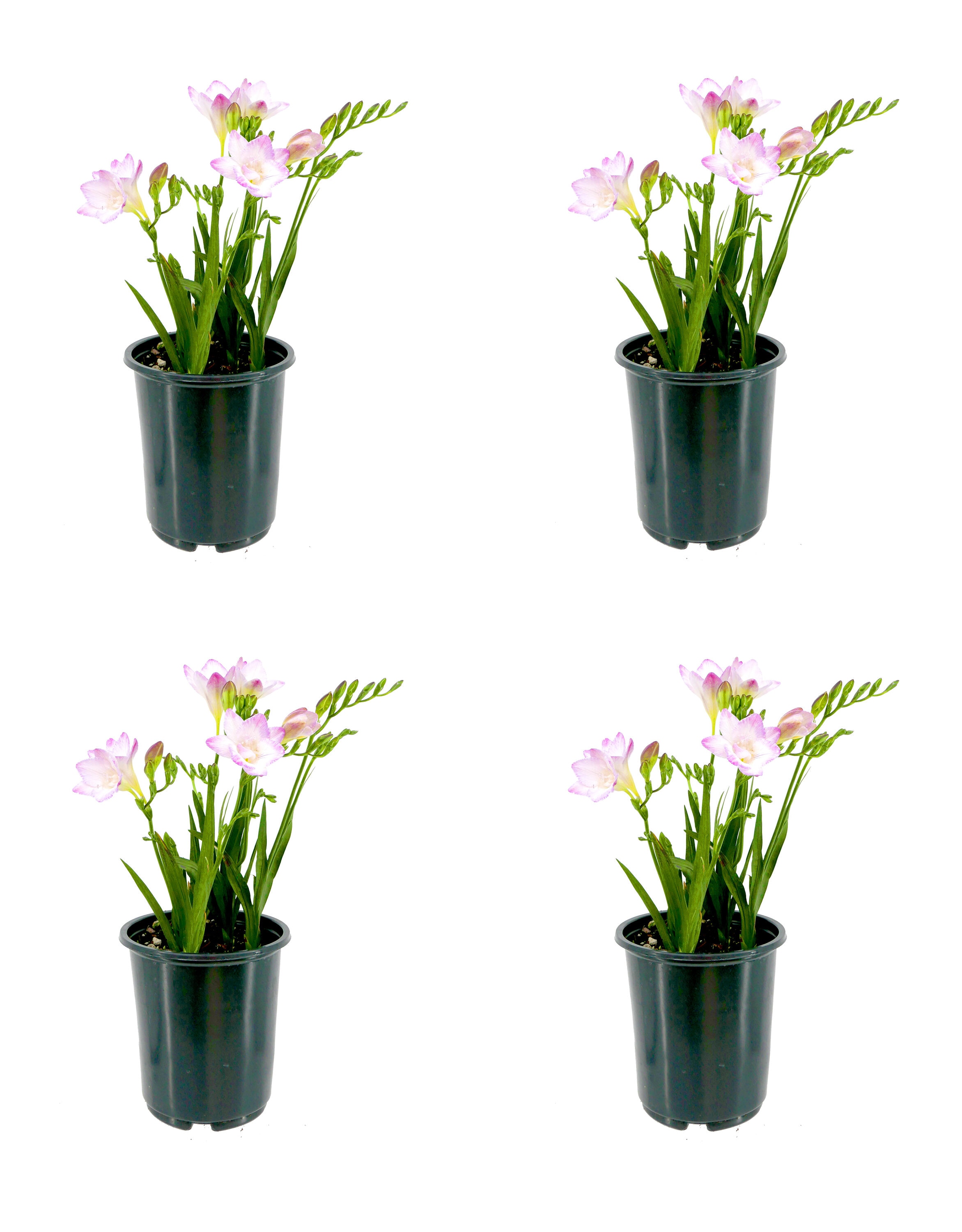  1636 Purple Freesia in 2.5 Quart(s) Pot 4 -Pack