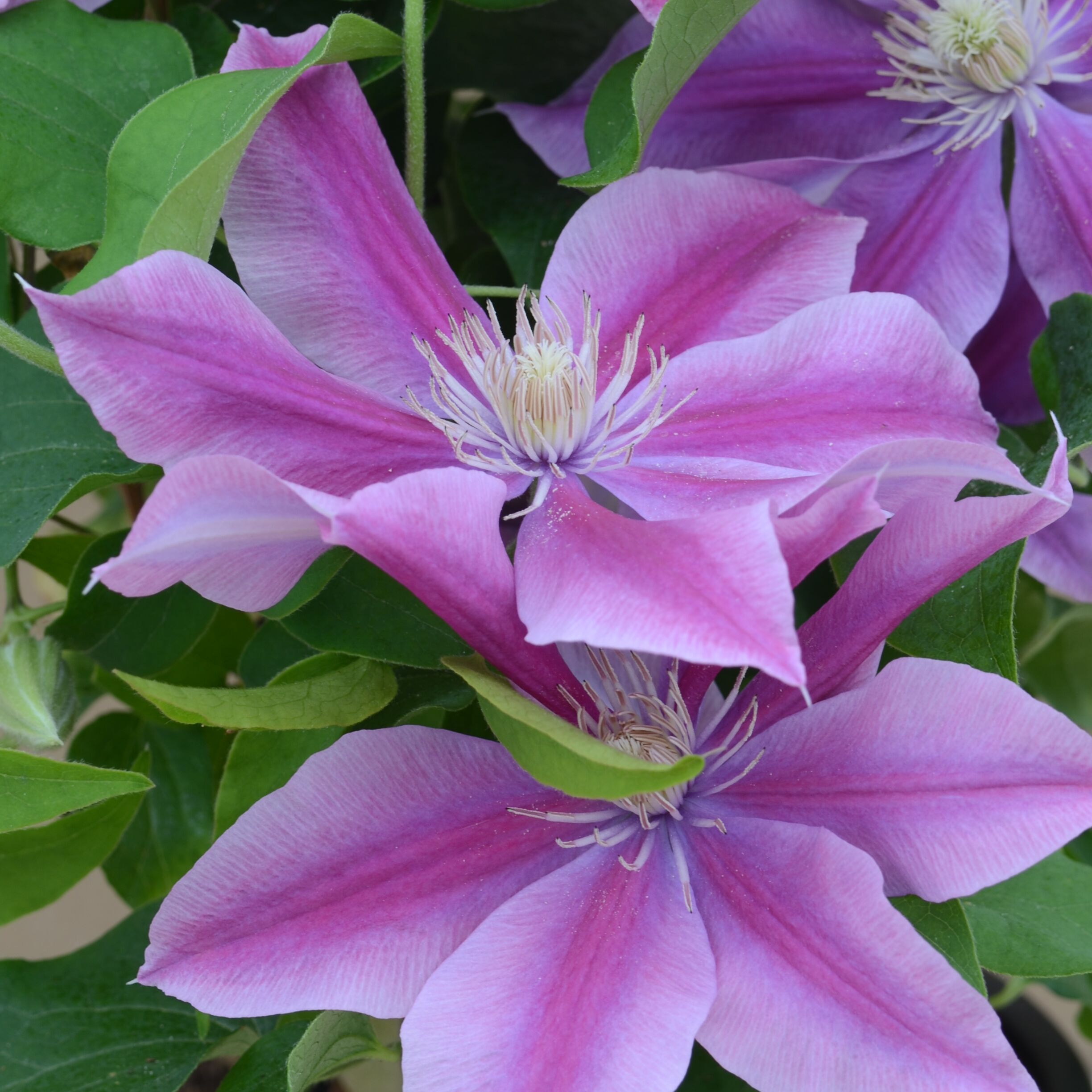 Lowe's 5492927 perennials - View #2