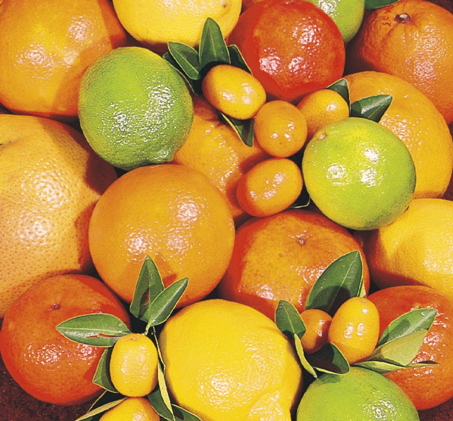  NURSERY Citrus Cocktail Tree