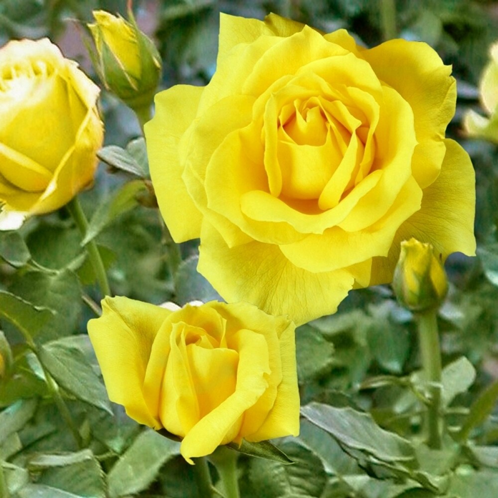 National Plant Network LW1603 roses - View #3