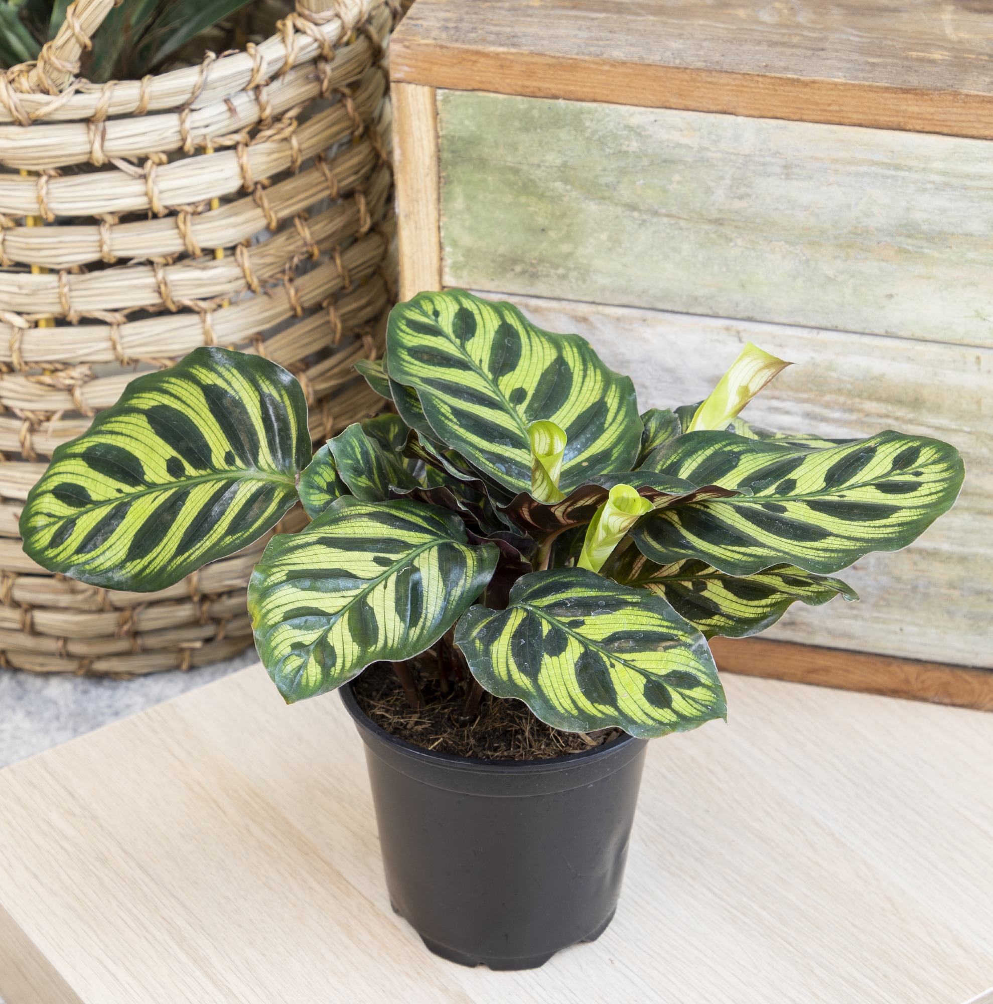Black Plastic Indoor/Outdoor Calathea Plant in 15" Planter