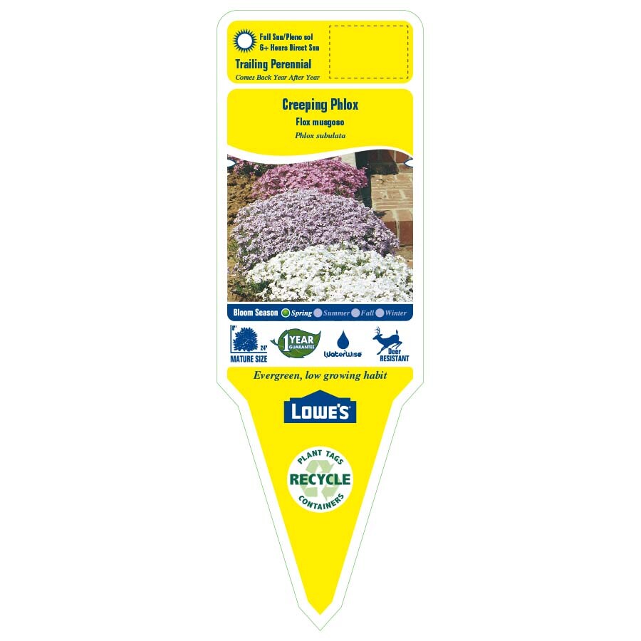 Lowe's NURSERY perennials - View #2