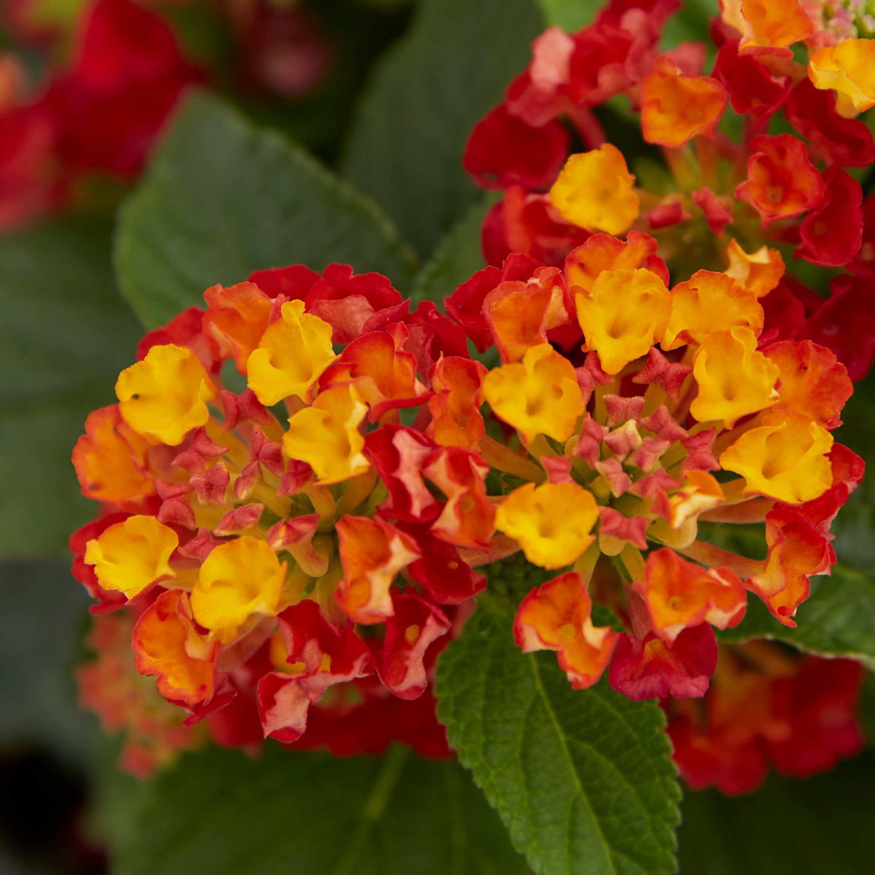 Monrovia 468777 annuals - View #2