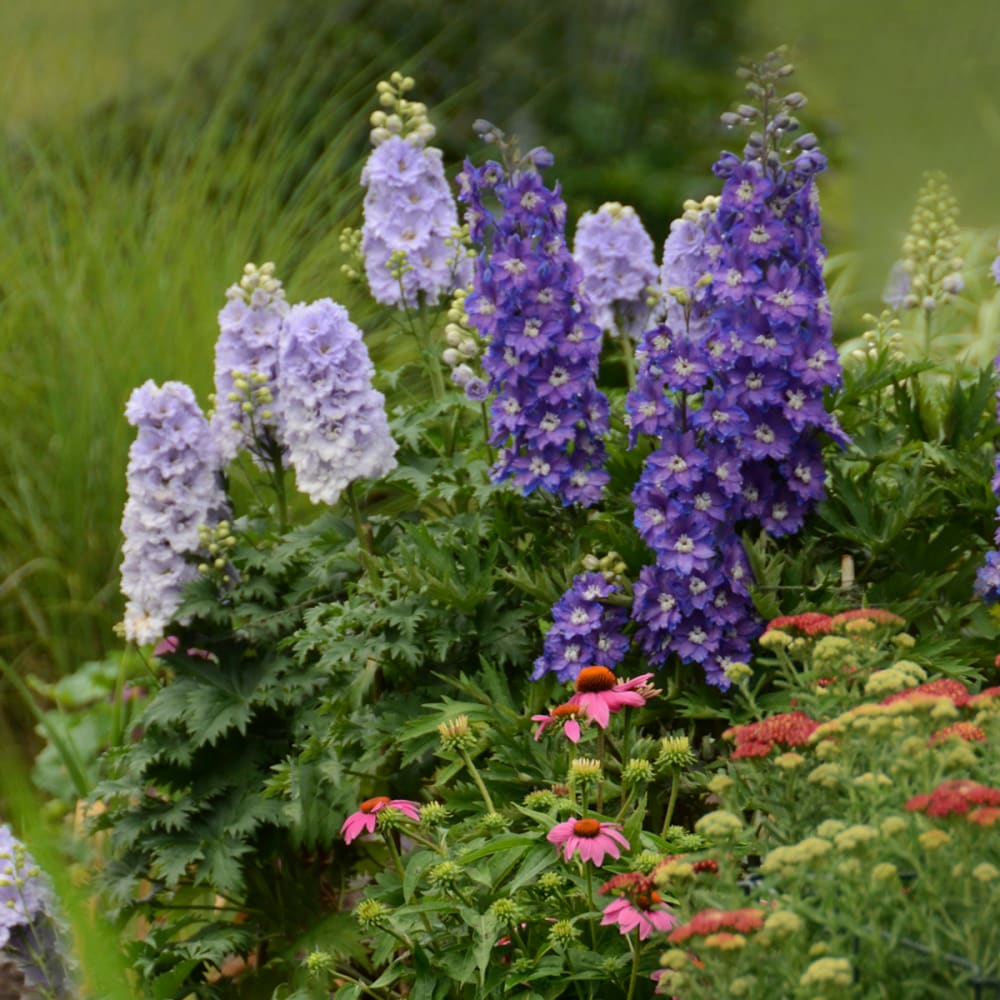 Spring Hill Nurseries 80578 perennials - View #3
