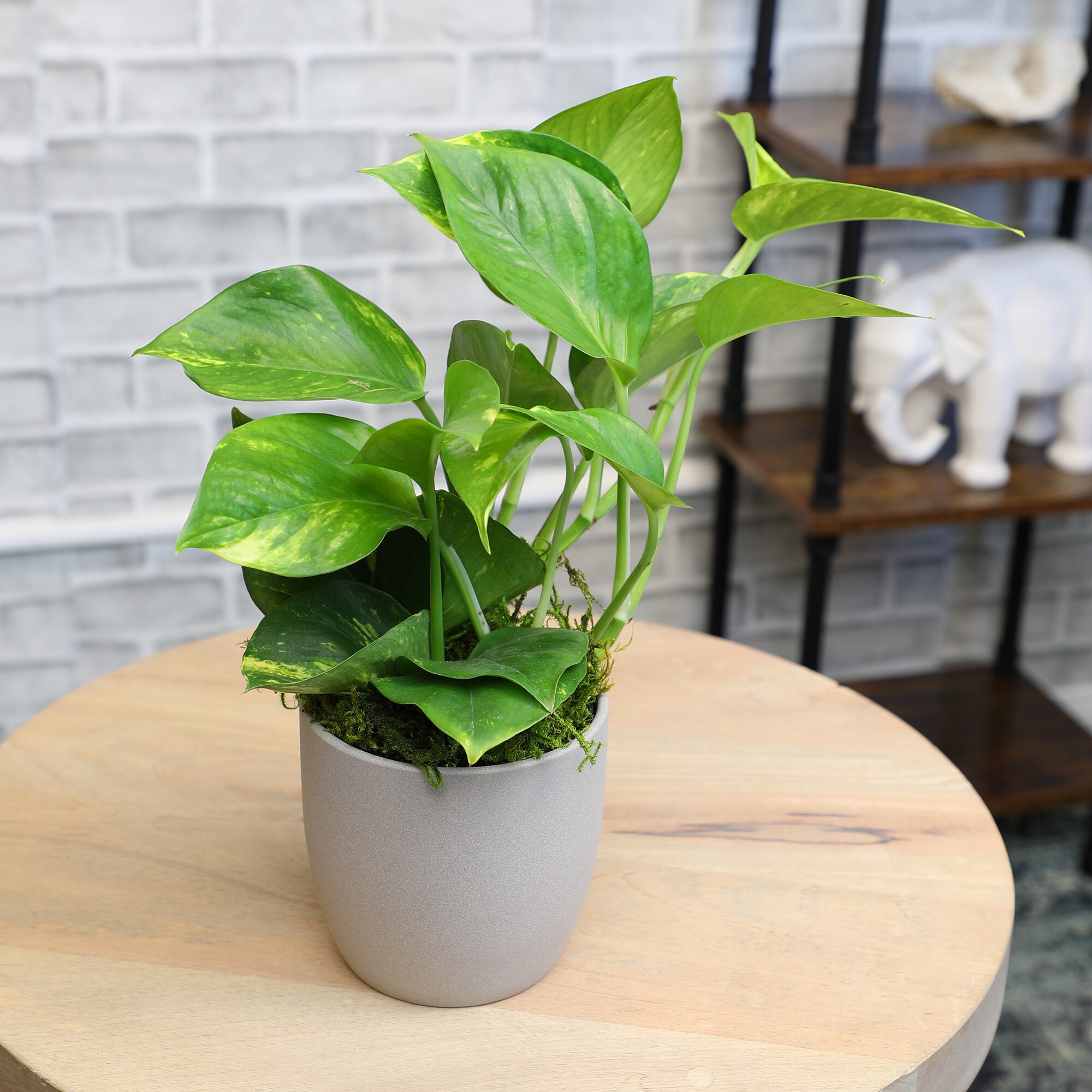 Altman Plants 0873085 hseplants - View #2