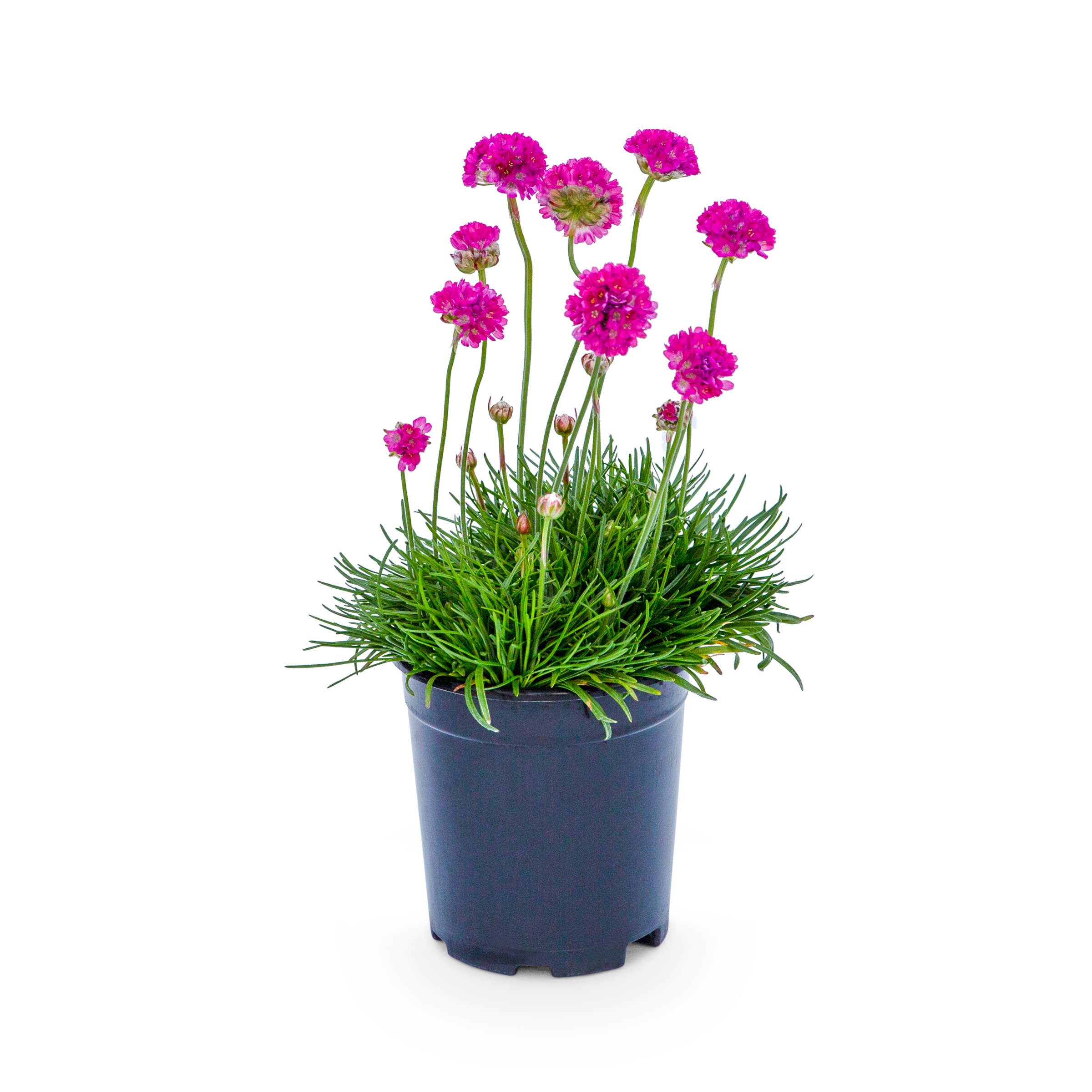 Lowe's Multicolor Common Thrift Plant in 2.5 -Quart Pot 1 -Pack