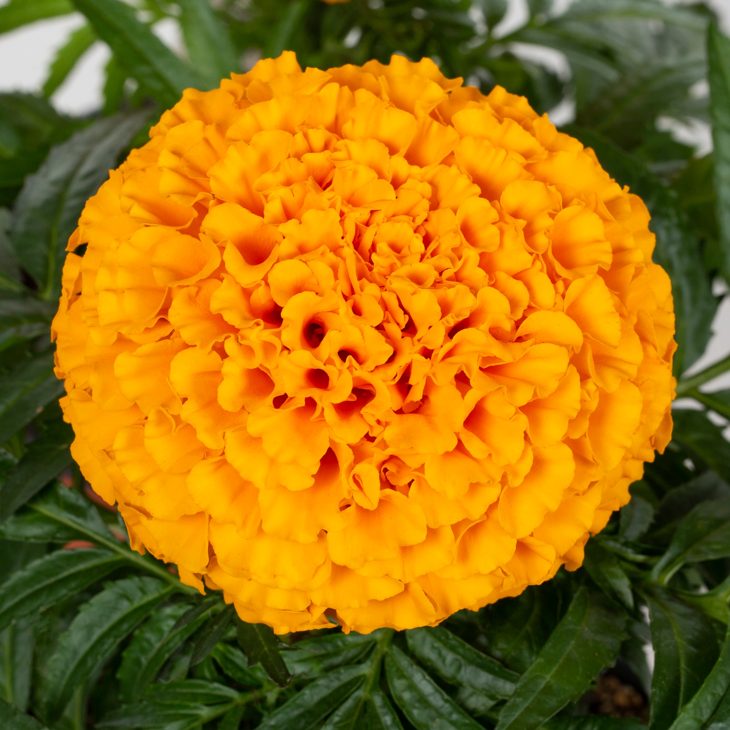 Lowe's Multicolor Marigold in 18-Pack Tray in the Annuals department at ...