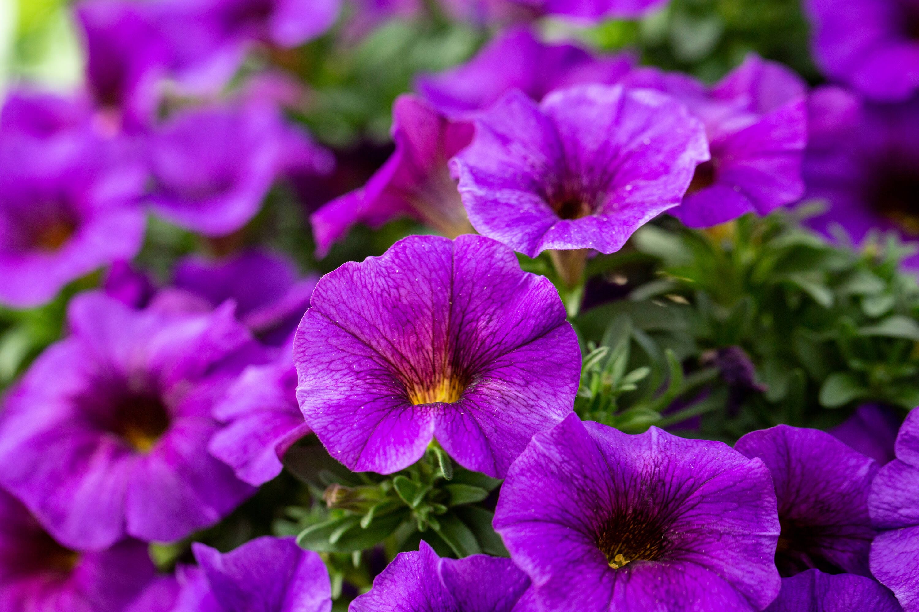 Metrolina Greenhouses 1.5 Gallon(s) Purple Supercal Hanging Basket