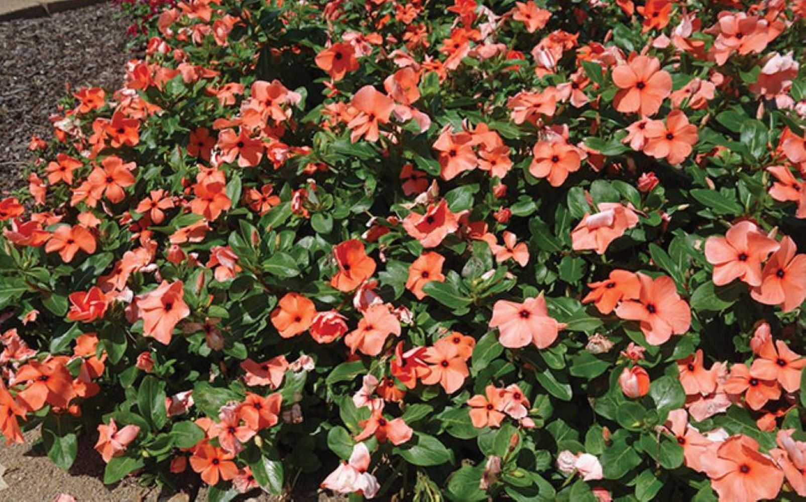 Lowe's 5976361 annuals - View #4