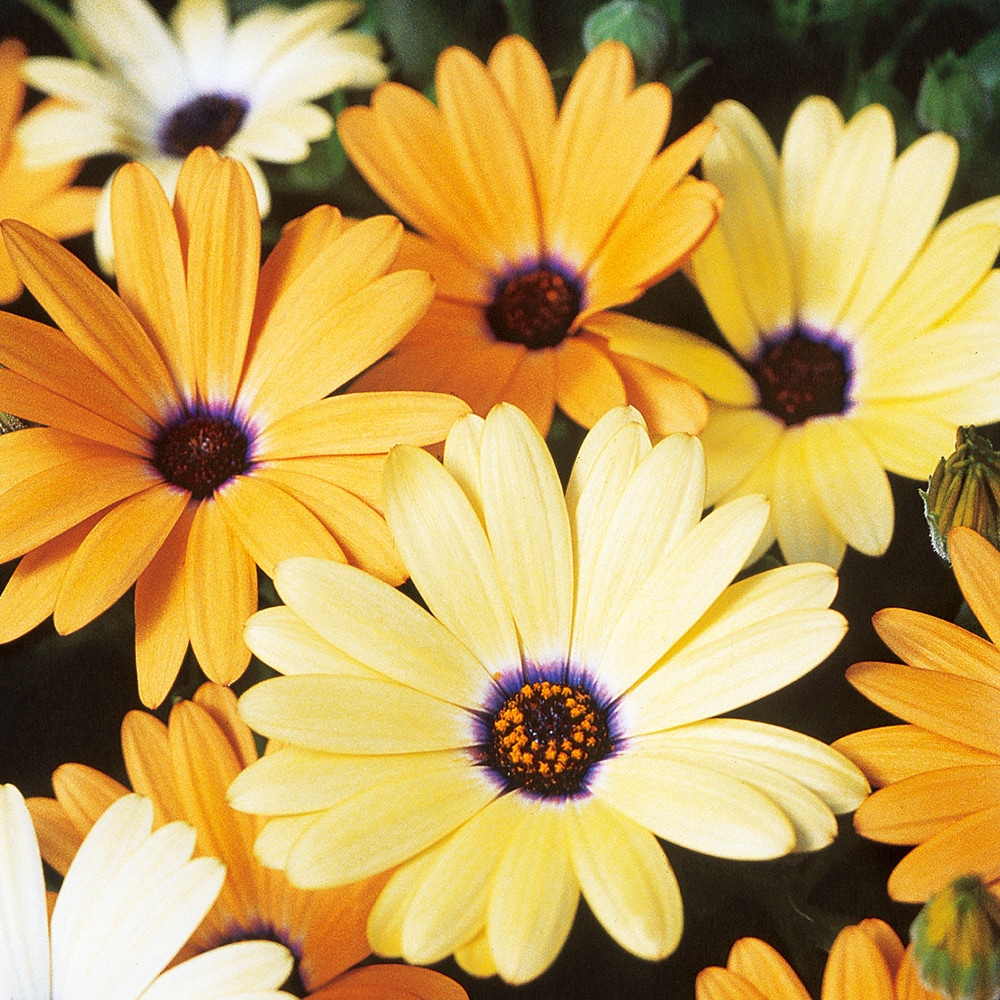 Ferry-Morse LC25.5031 seeds - View #3