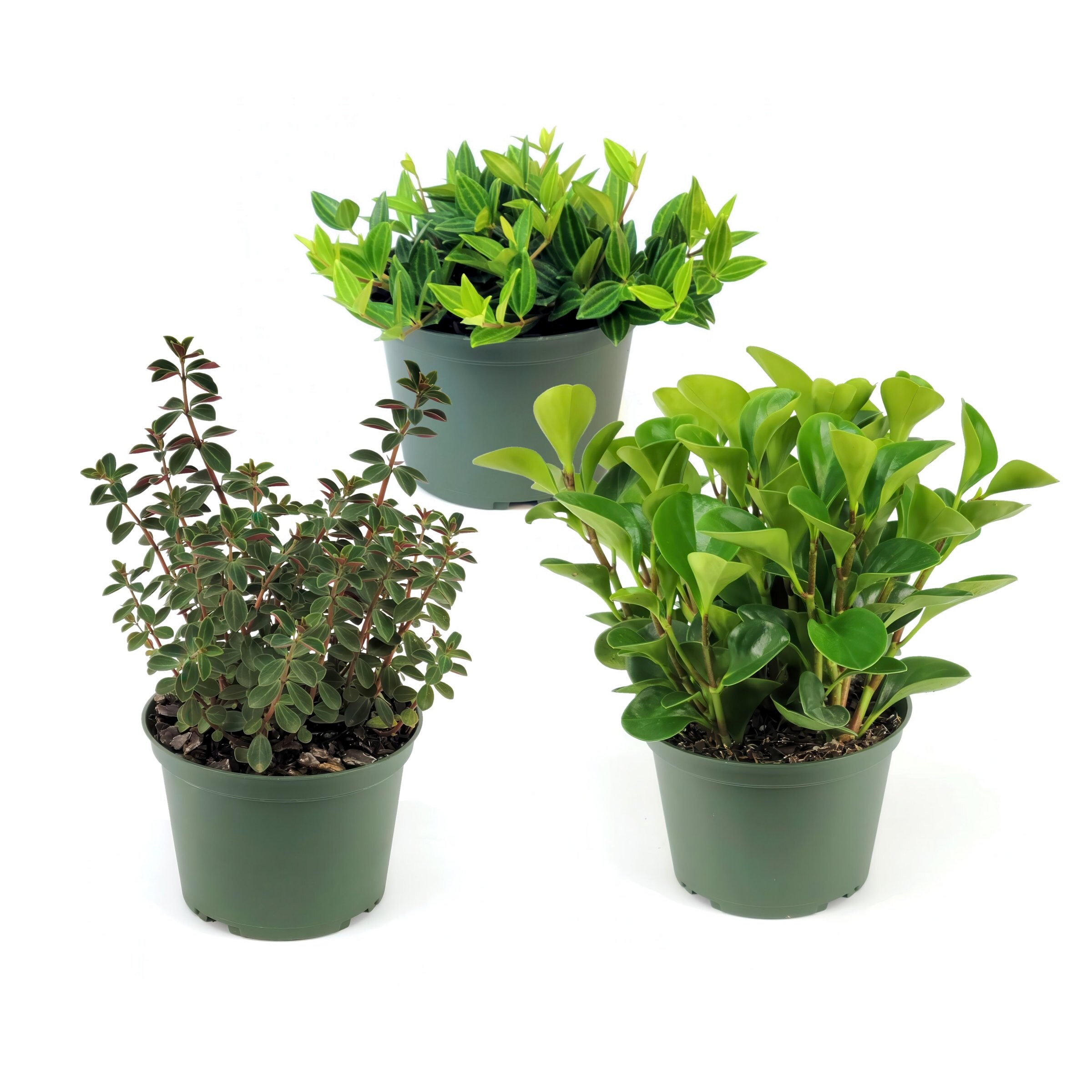 National Plant Network LW2456 hseplants - View #10