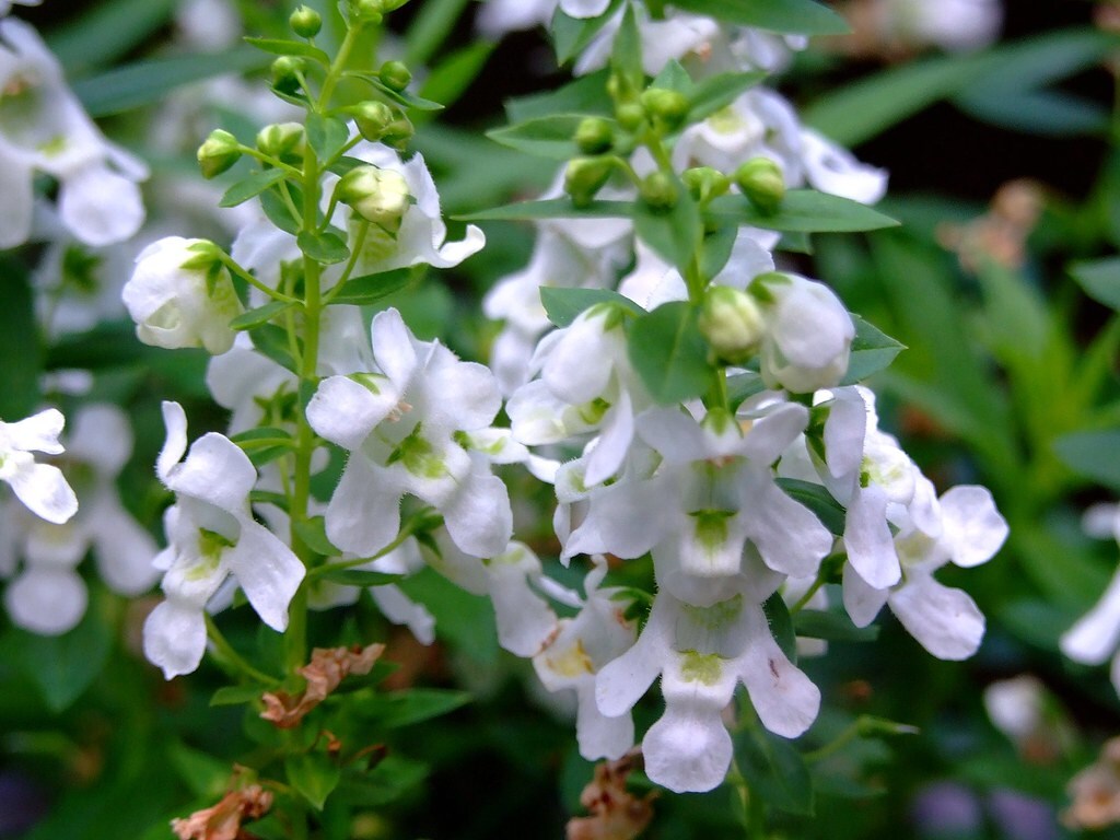 Daylily Nursery 21606 White Archangel White Angelonia Plant in 2 -Pack Pot 2 -Pack
