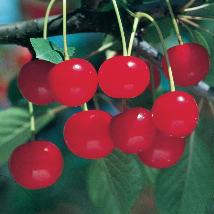  NURSERY Meteor Cherry Plant