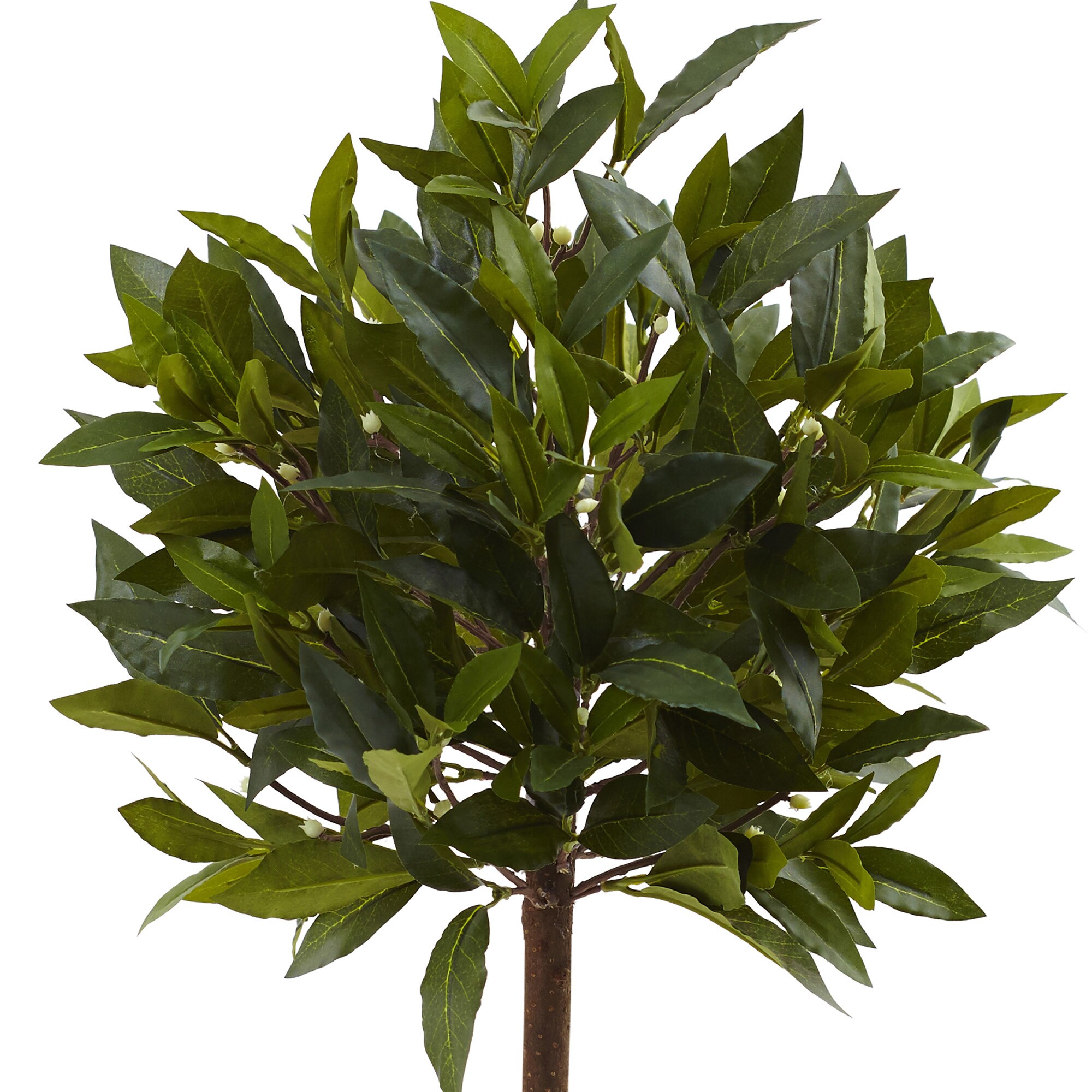 2ft Green Silk Picea Topiary in Black Pot