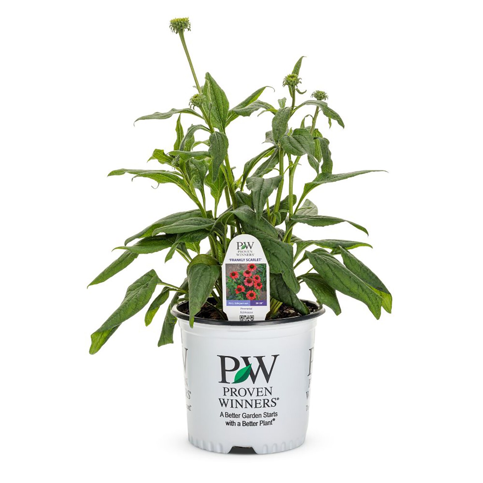 Proven Winners ECHPWP3016102 perennials - View #2