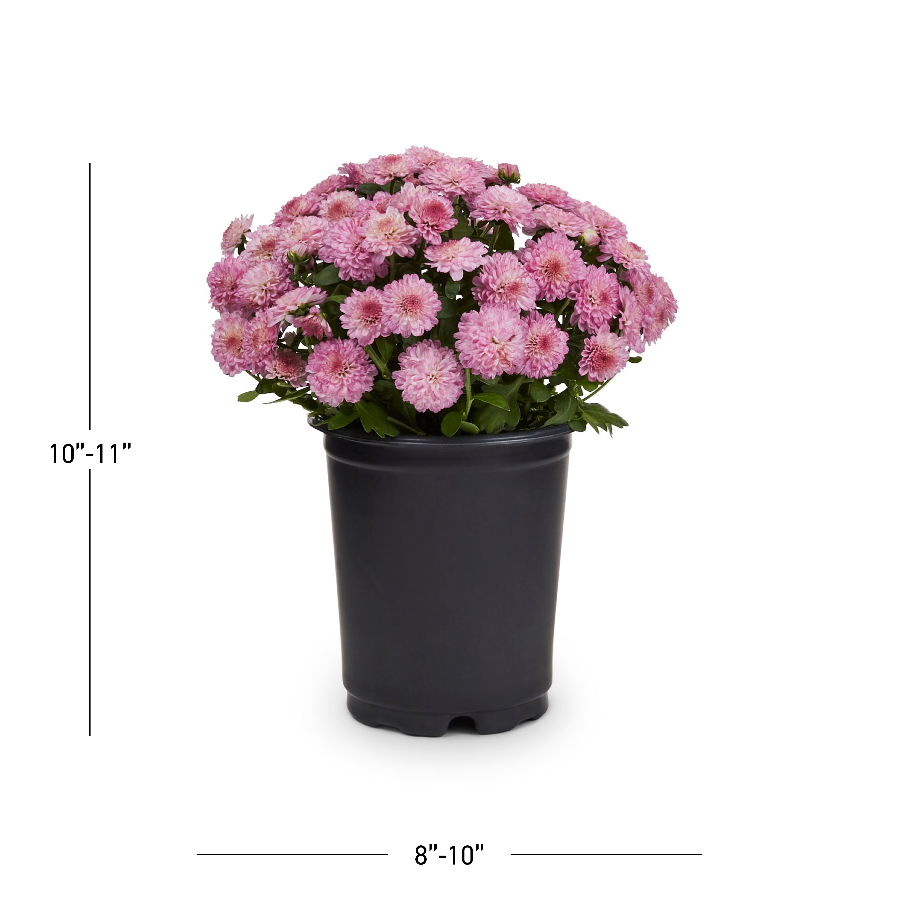 Lowe's NURSERY annuals - View #3