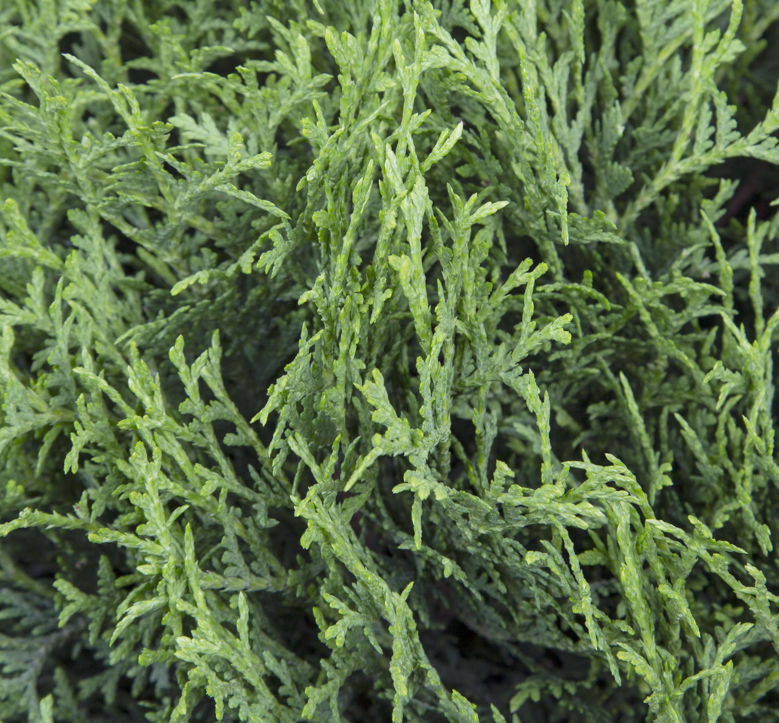  O882501 shrubs - View #2