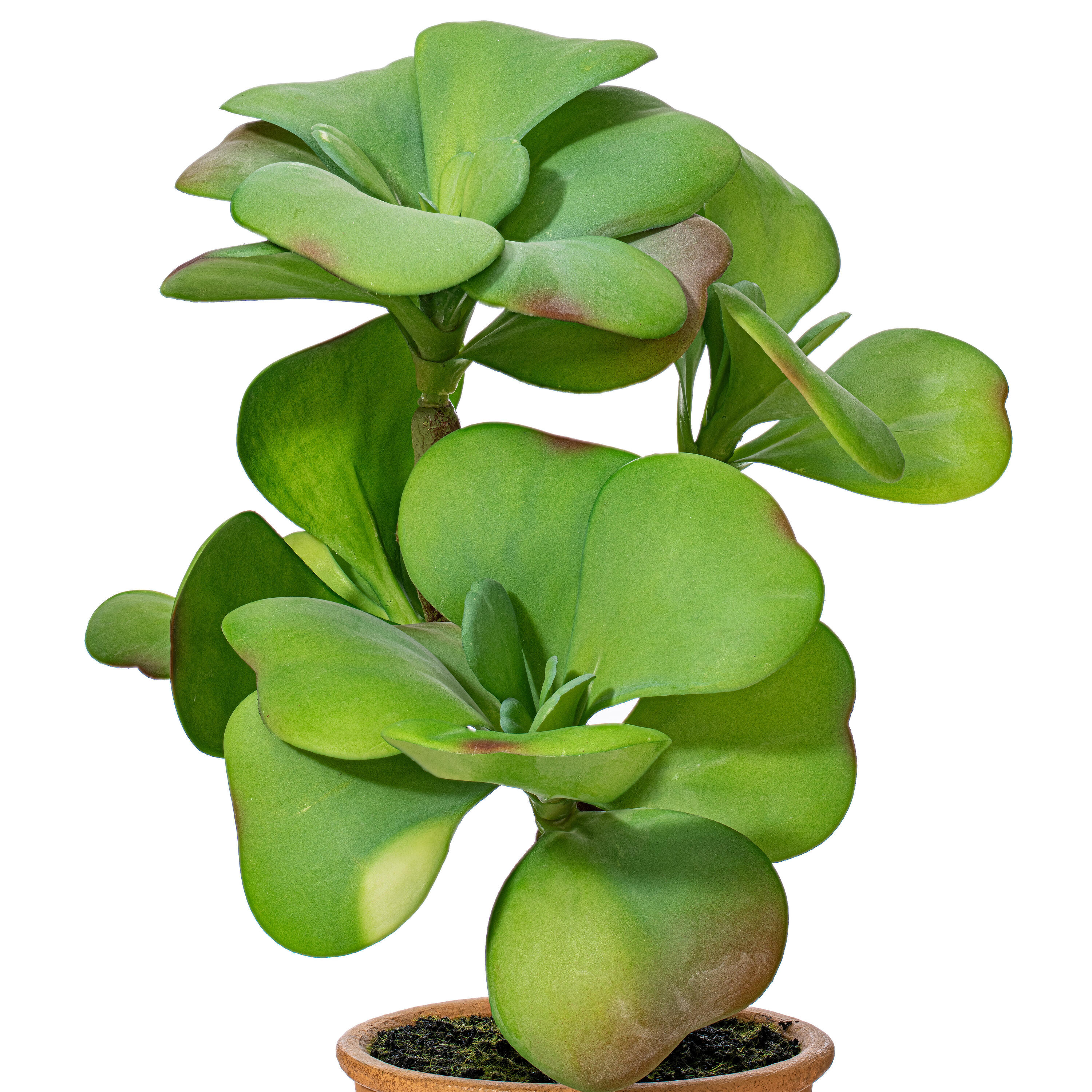 Vickerman FE191914 Artificial-Plants-Trees - View #2