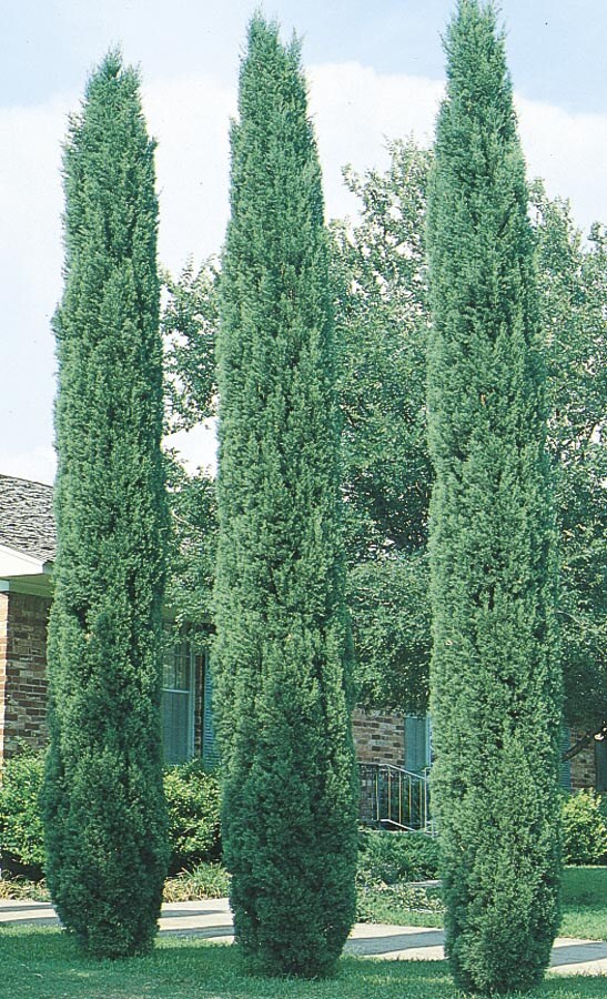  NURSERY 10-Gallon Insignificant Feature Tree Italian Cypress