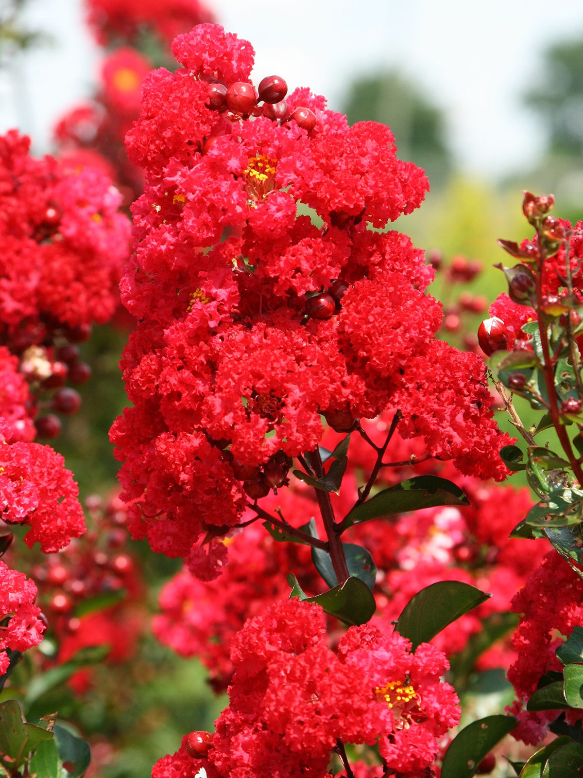 Crepe myrtle deals at lowes