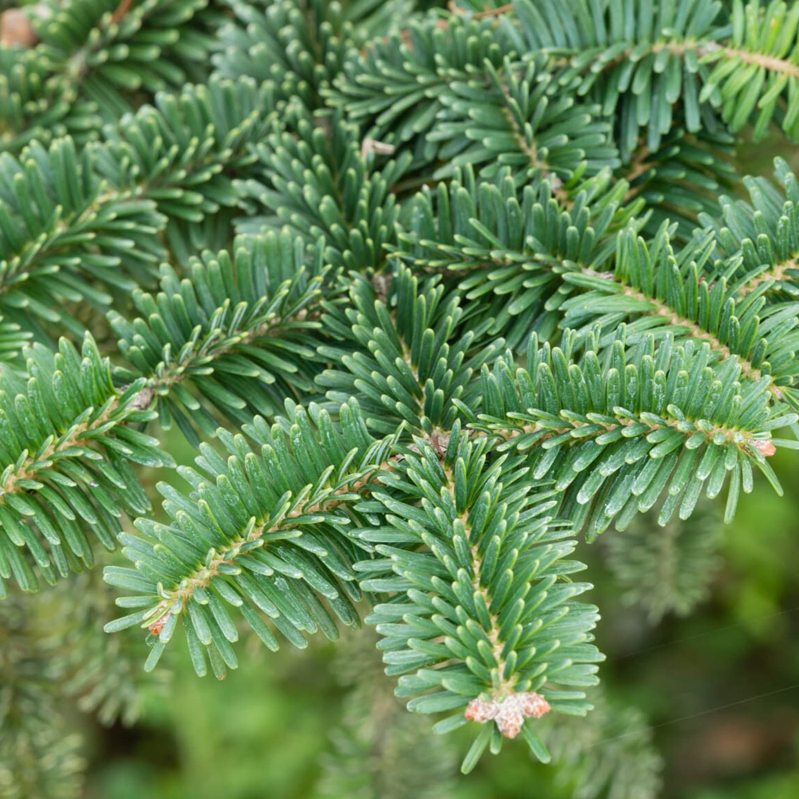 Lowe's Weeping Norway Spruce Feature Shrub in 12.7-Gallon (s) Pot in ...