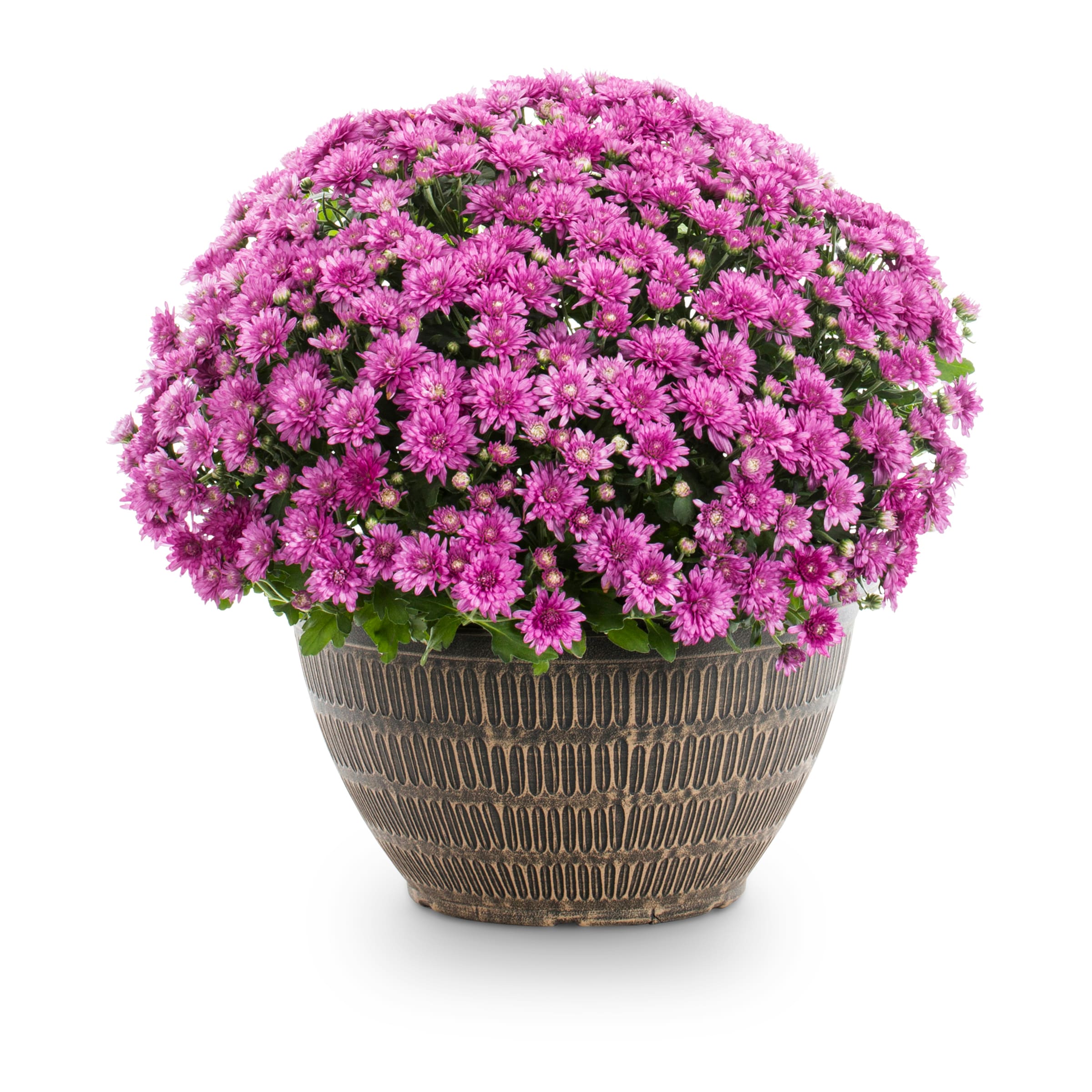 Lowes Mums Sale 4 For 10