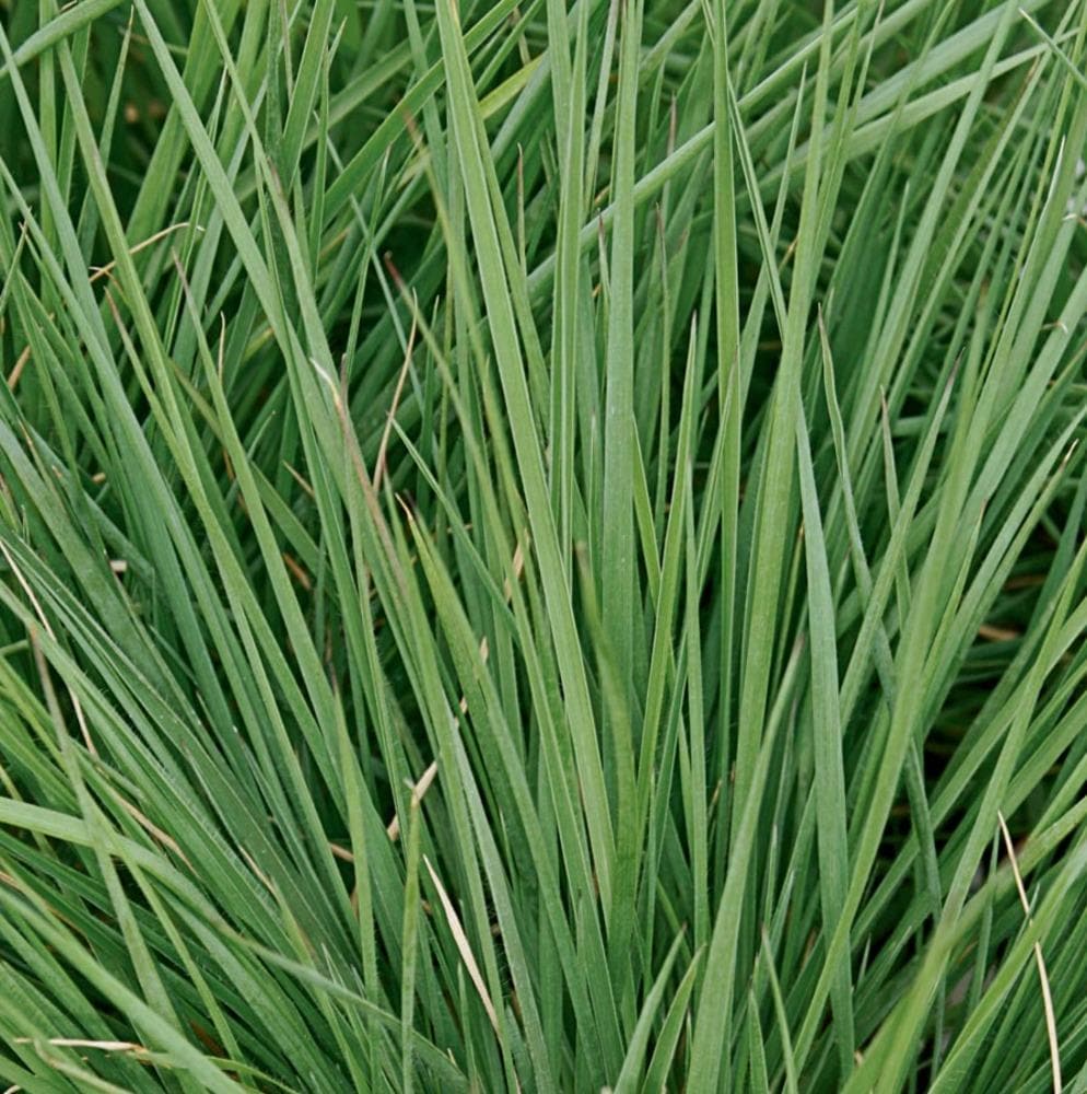 Lowe's NURSERY -Quart Savannah Ruby Grass in Pot