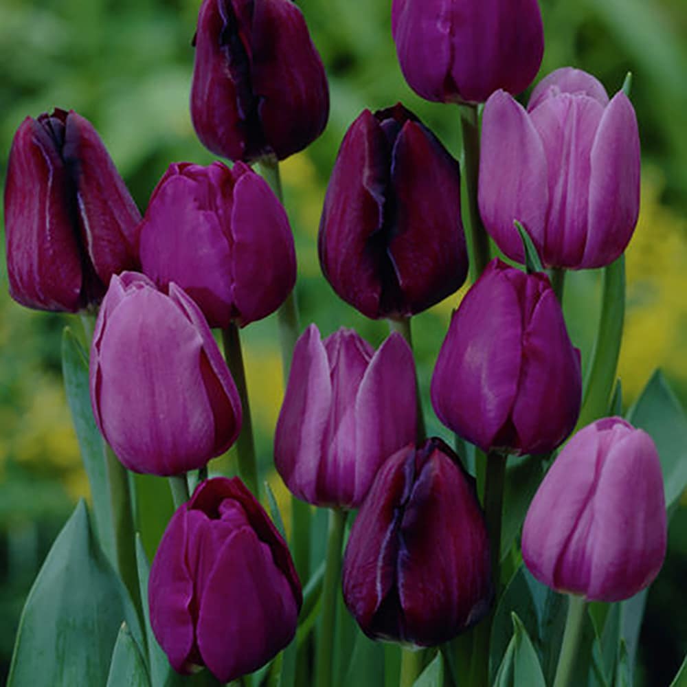 Tulips Nonstop Purple Blend Plants Bulbs And Seeds At