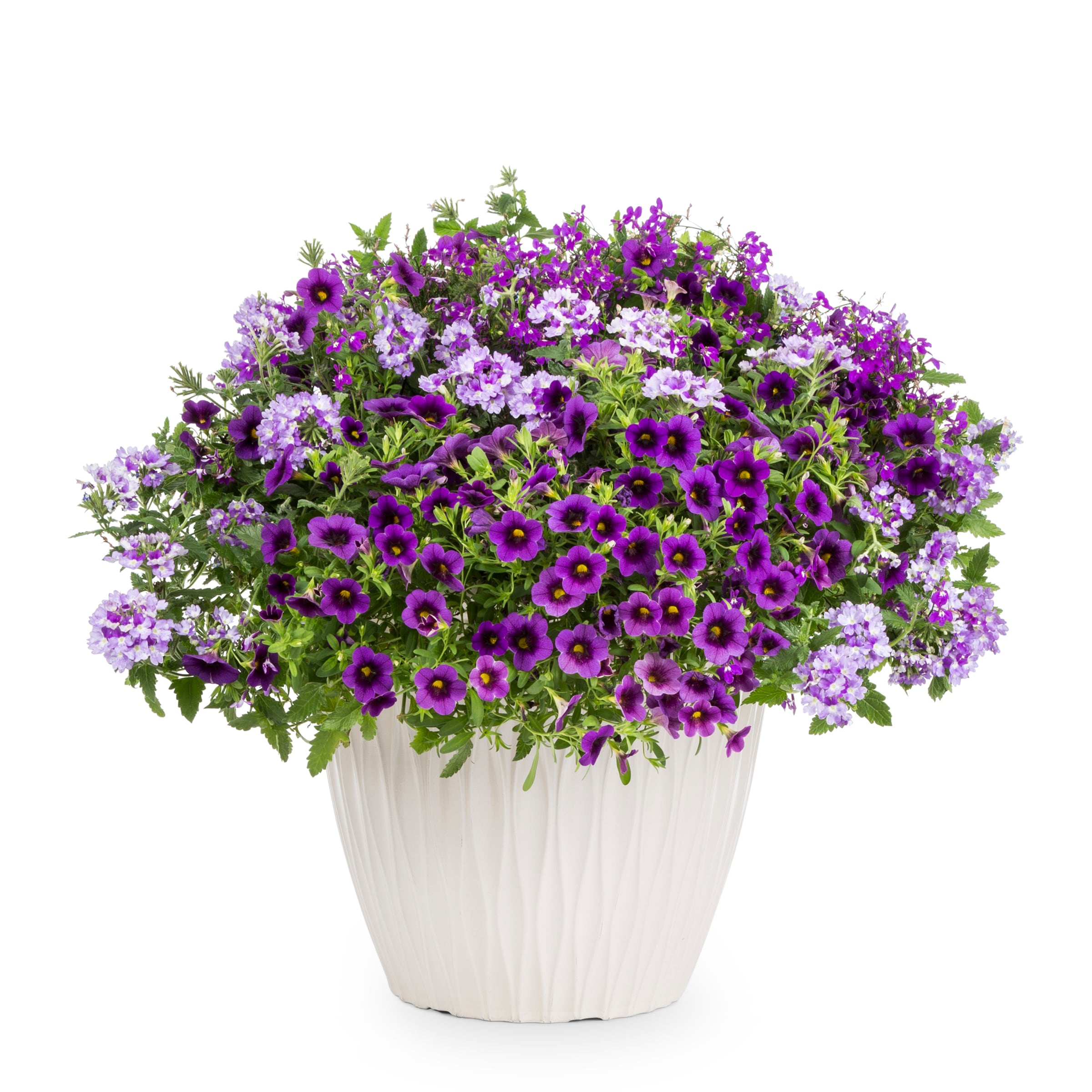 Proven Winners 1497685 annuals - View #3