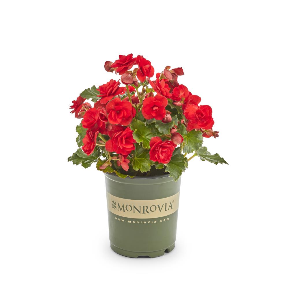 Monrovia Red Begonia in  Pot in the Annuals department at 