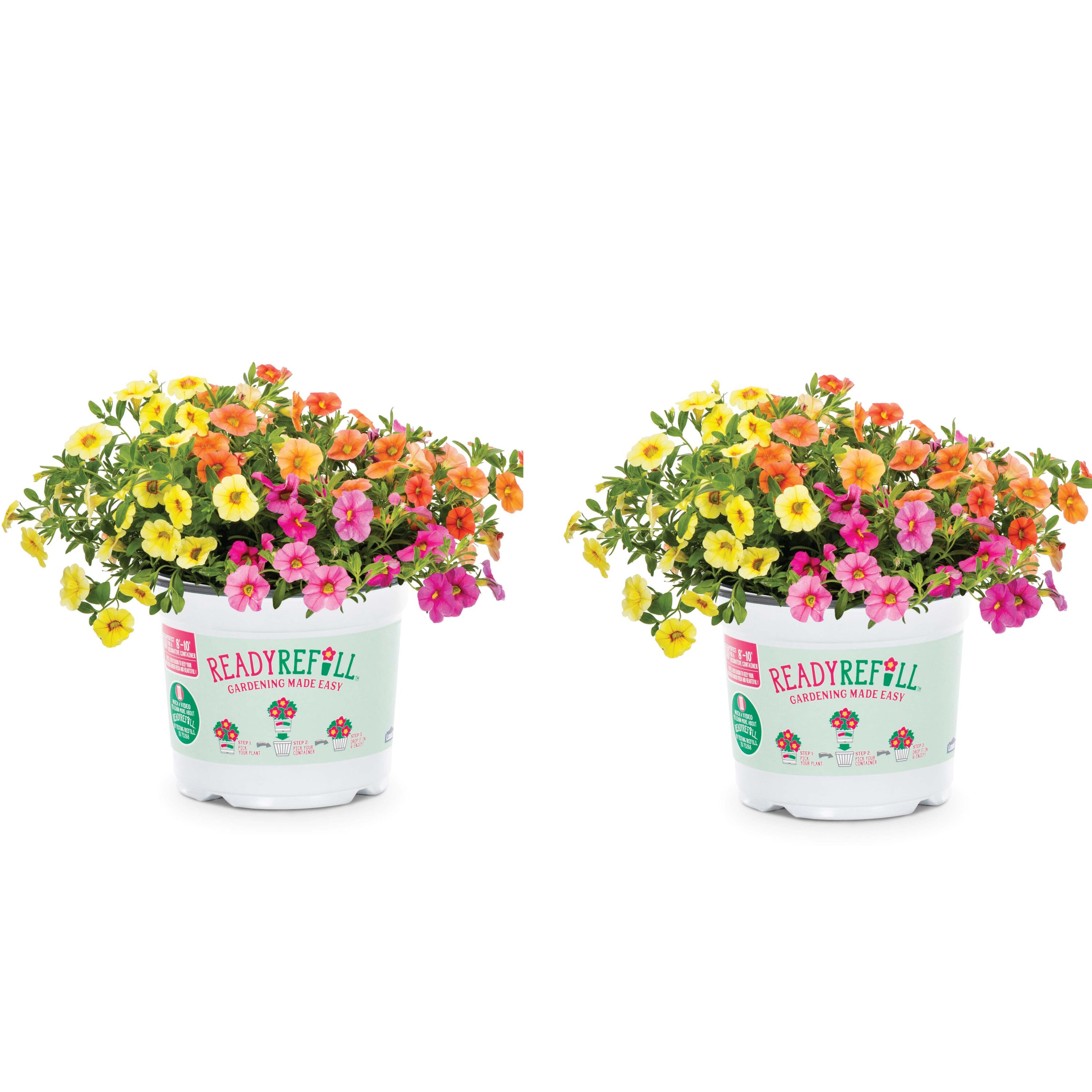 Metrolina Greenhouses Multicolor Calibrachoa in 3-Quart Pot 2-Pack at ...