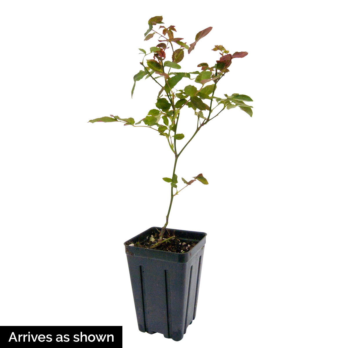 Spring Hill Nurseries 65958 roses - View #3