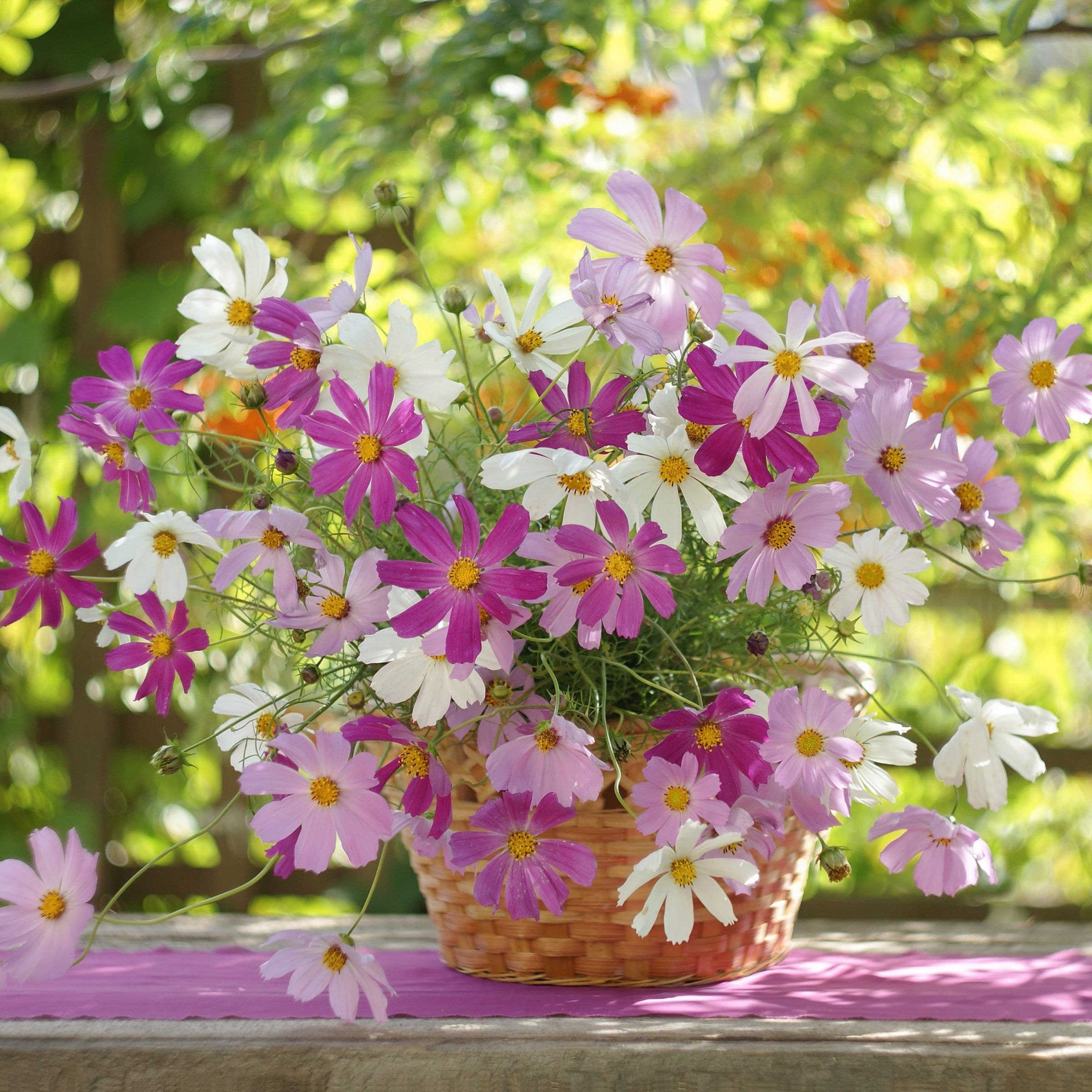 National Plant Network LW2580 annuals - View #9